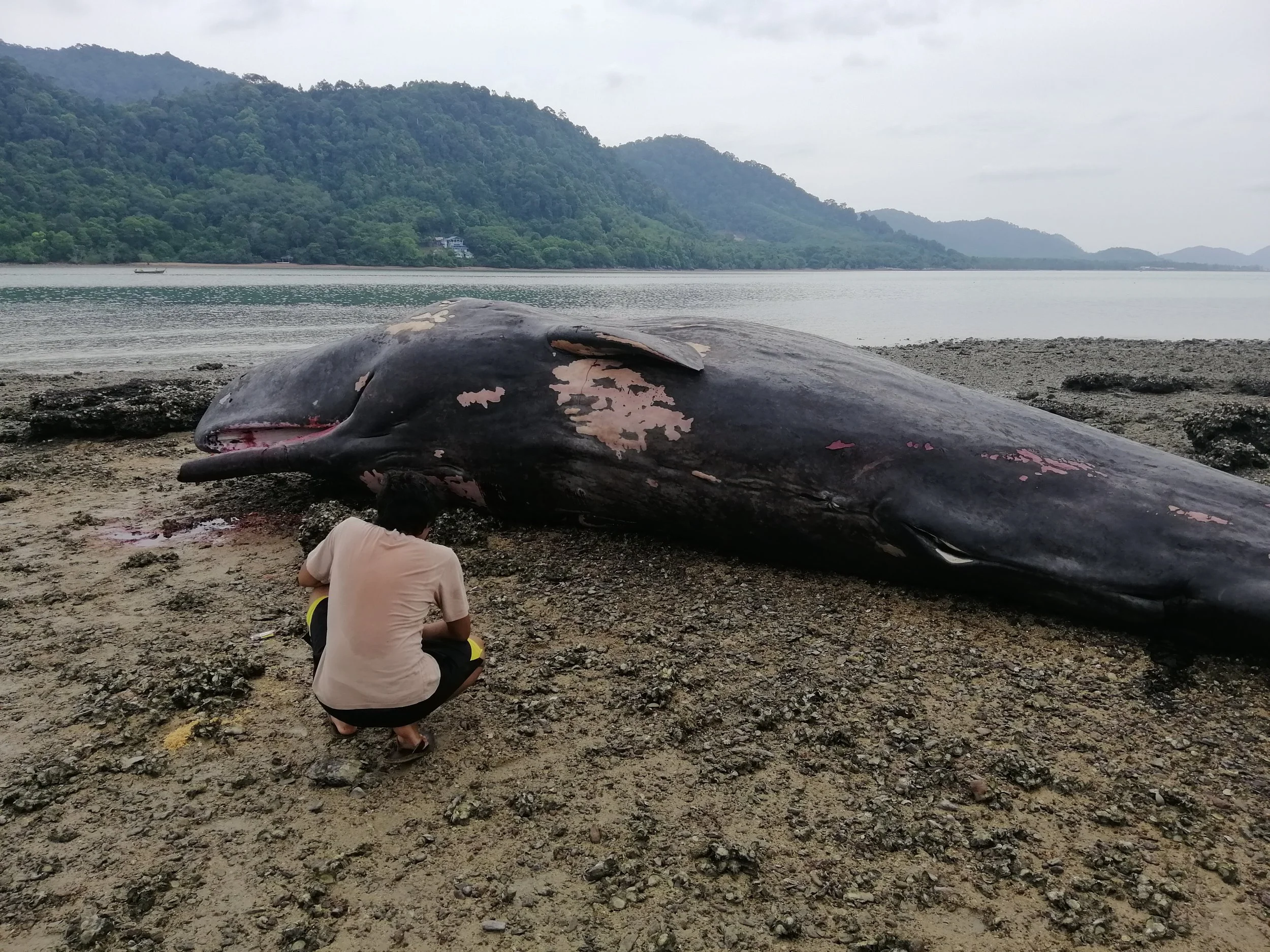 2019 Koh Lanta Dead Sperm Whale Summer Trip (18).jpg