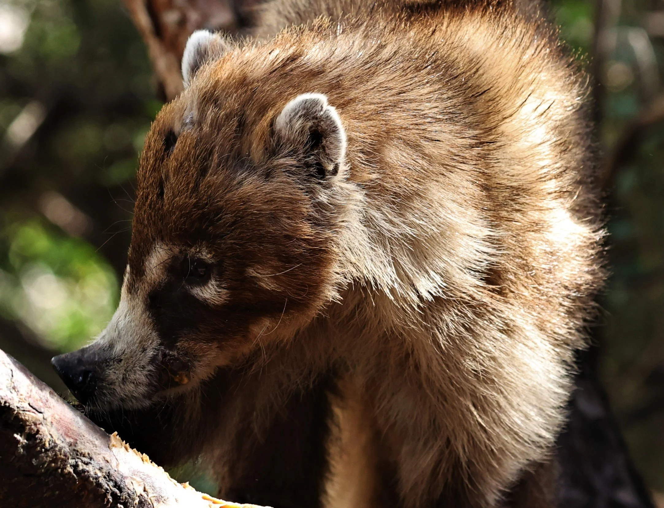 Nasua narica - WHITE-NOSED COATI - CAVE CREEK ARIZONA AUGUST 2022 (6).jpg