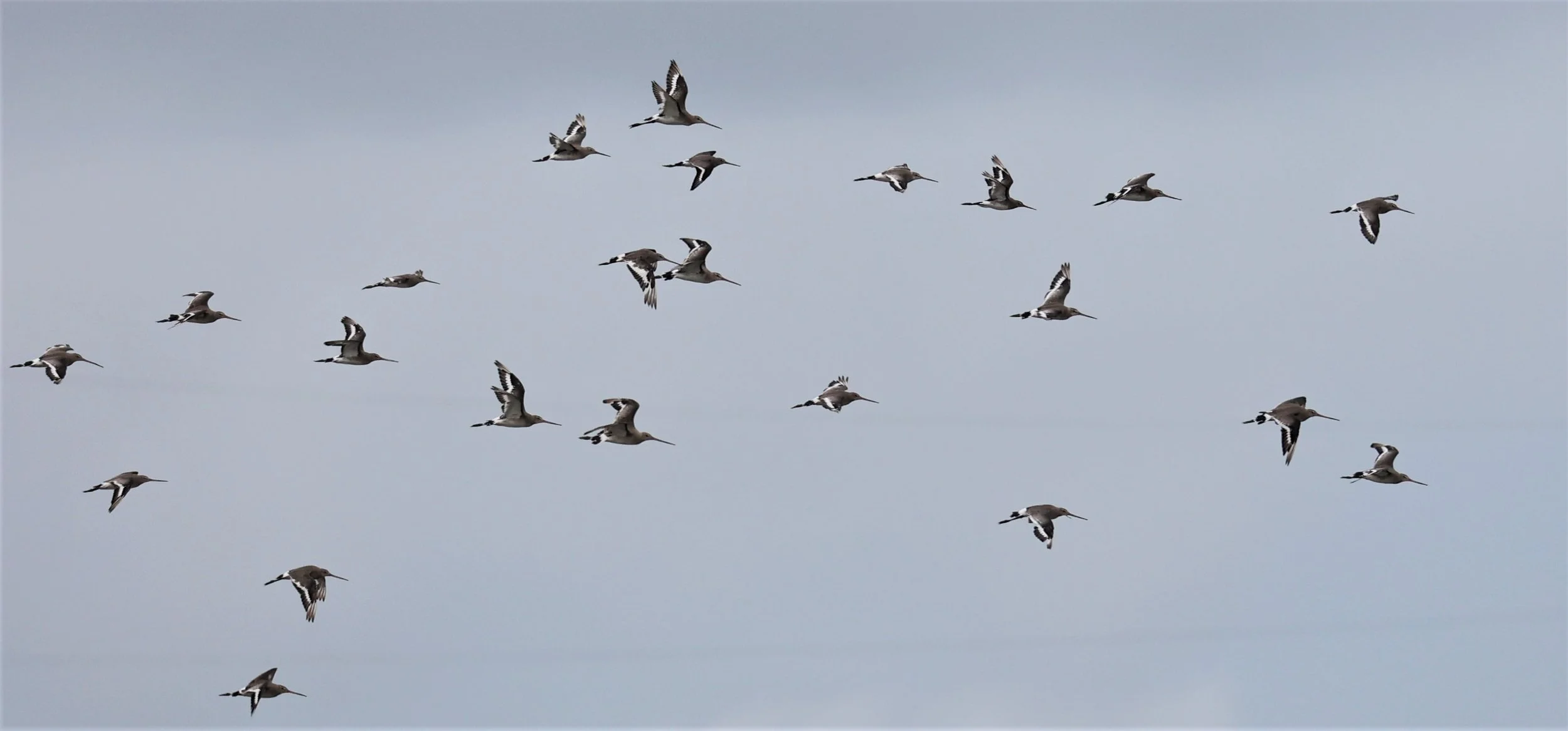 GODWIT - BLACK-TAILED GODWIT - Limosa limosa - BANG PU MANGROVE FOREST RESERVE SEP 21 21 (26).jpg