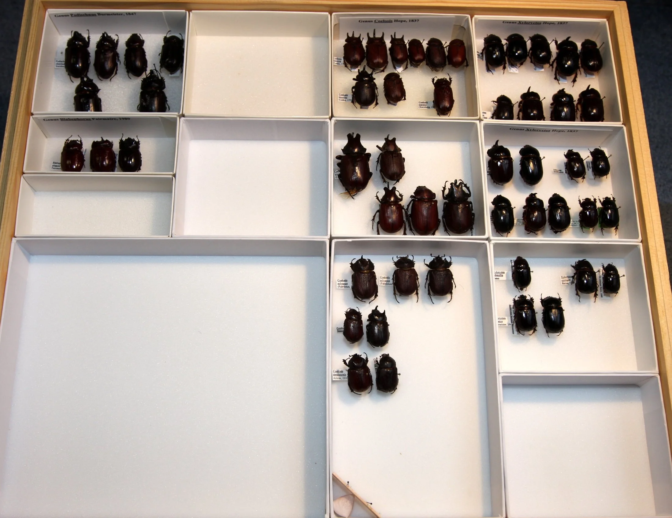 Dynastinae Tribe Oryctini Coelosis, Xyloryctes, etc..JPG