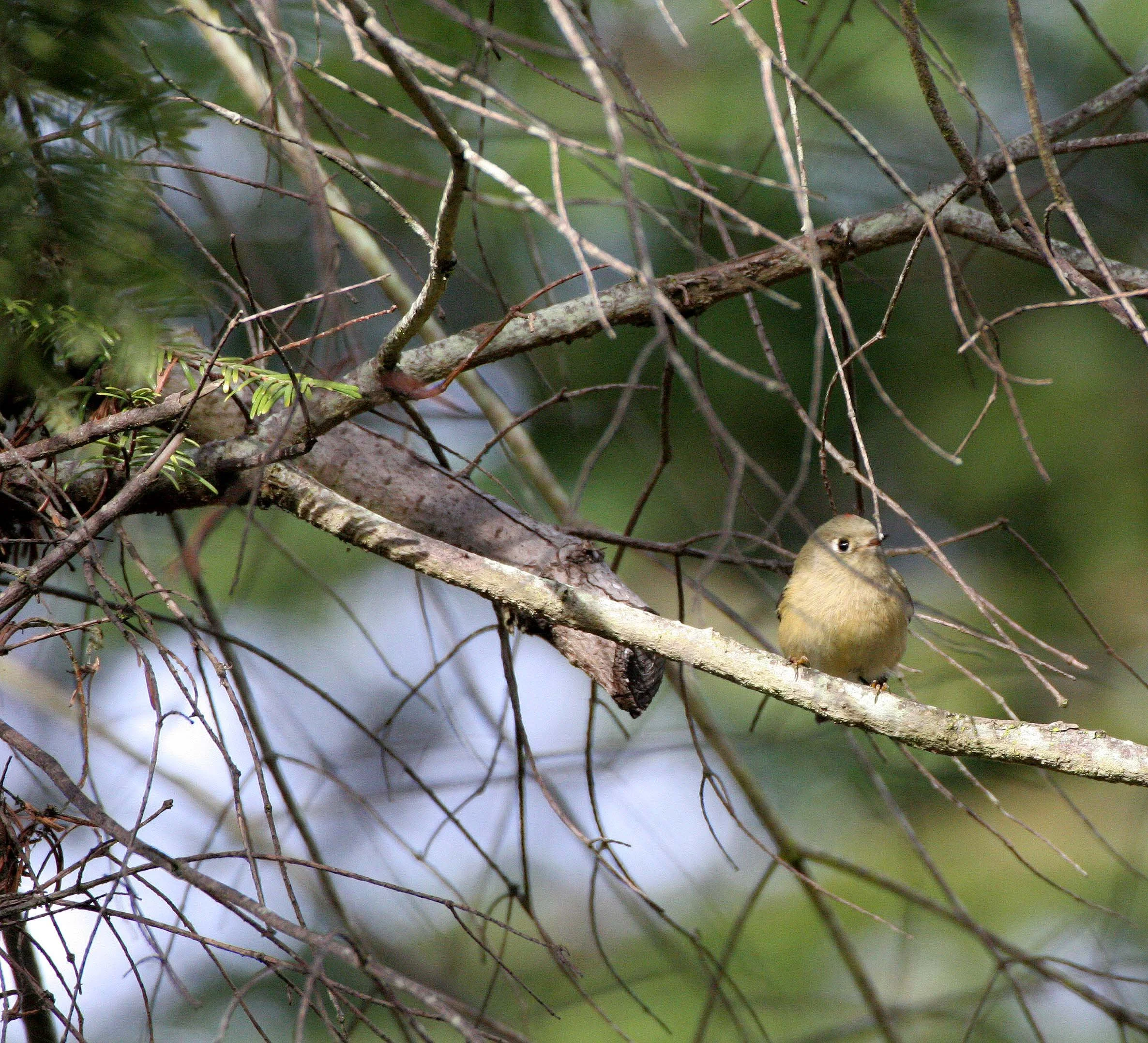 Hutton's Vireo (Vireo huttoni) Lake Farm Olympic Peninsula Washington (24).jpg