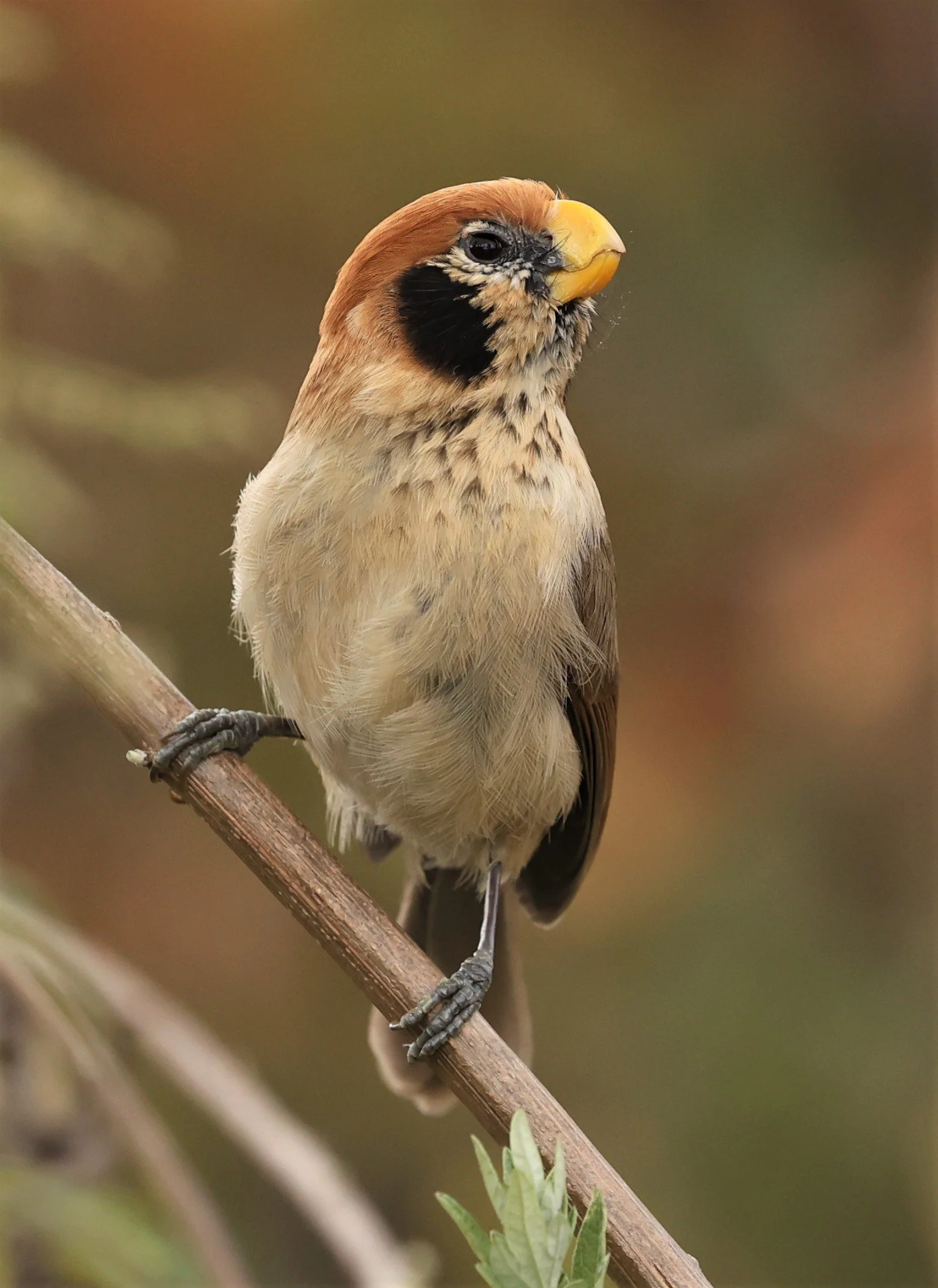PARROTBILL - SPOT-BREASTED PARROTBILL - Paradoxornis guttaticollis - DOI LANG WEST, DOI PHA HOM POK NP, CHIANG MAI DEC 2021 (70).jpg