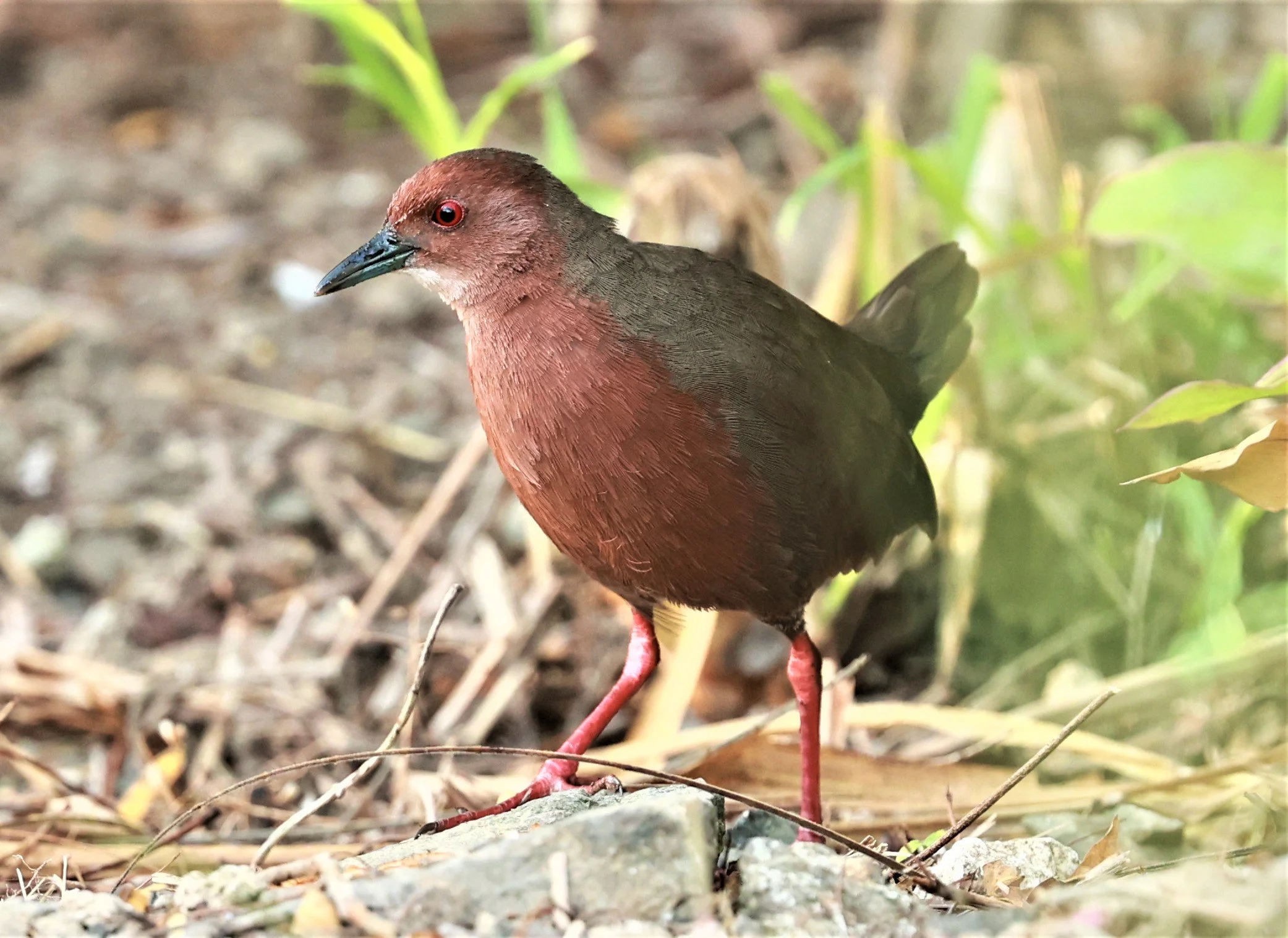 Ruddy-breasted Crake (Porzana fusca) Kaeng Krachan NP Vicinity (10).jpg