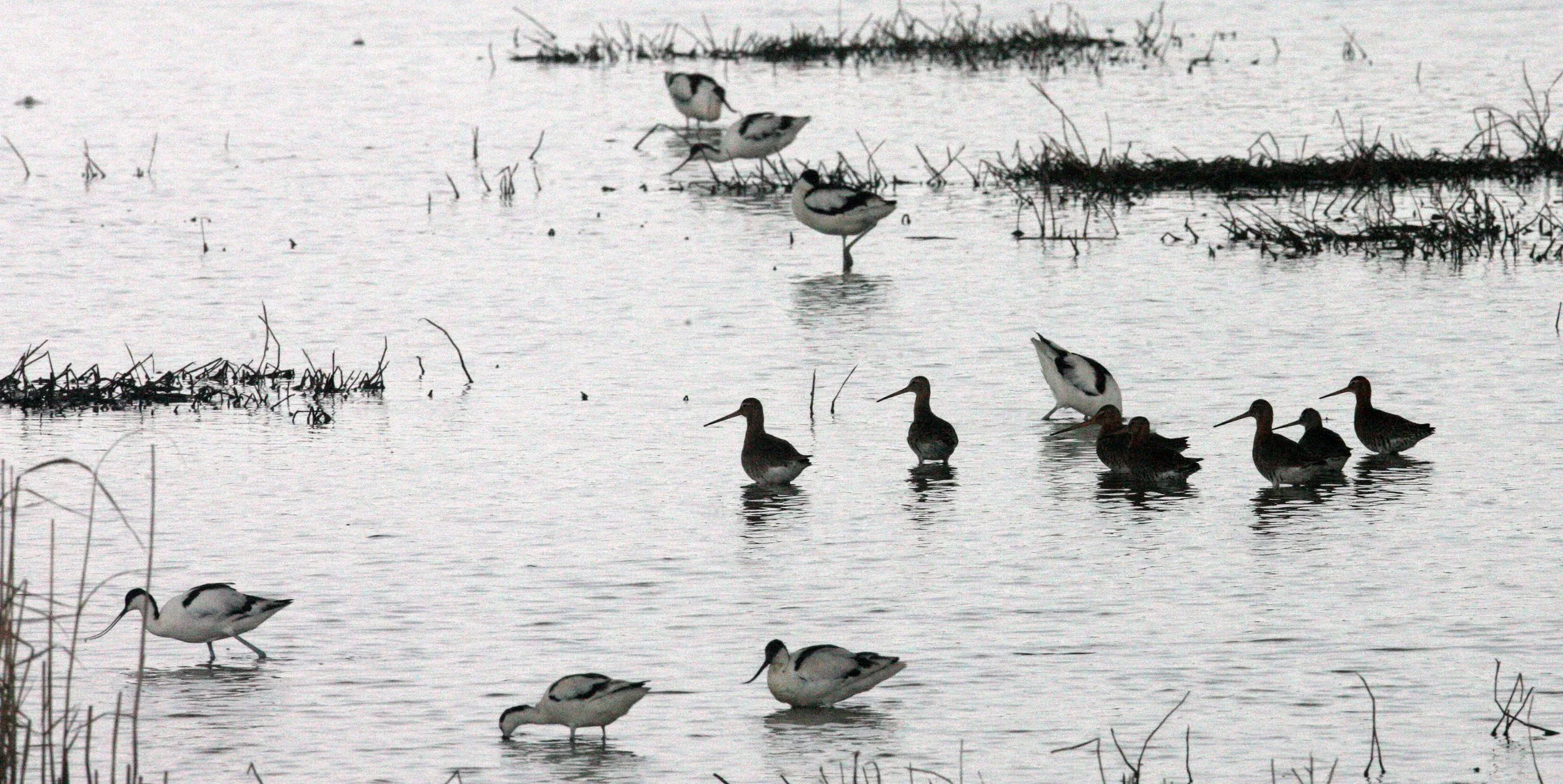 BIRD - GODWIT - BLACK-TAILED GODWIT - MAI PO WETLANDS HONG KONG (47).JPG