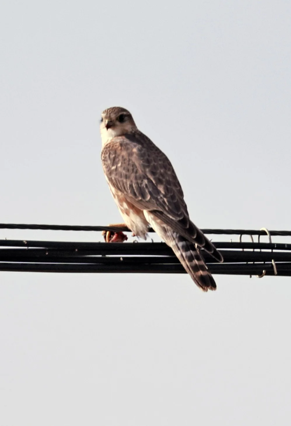 Merlin (Falco columbarius) Ruoergai County, Tibetan Plateau, Sichuan ...