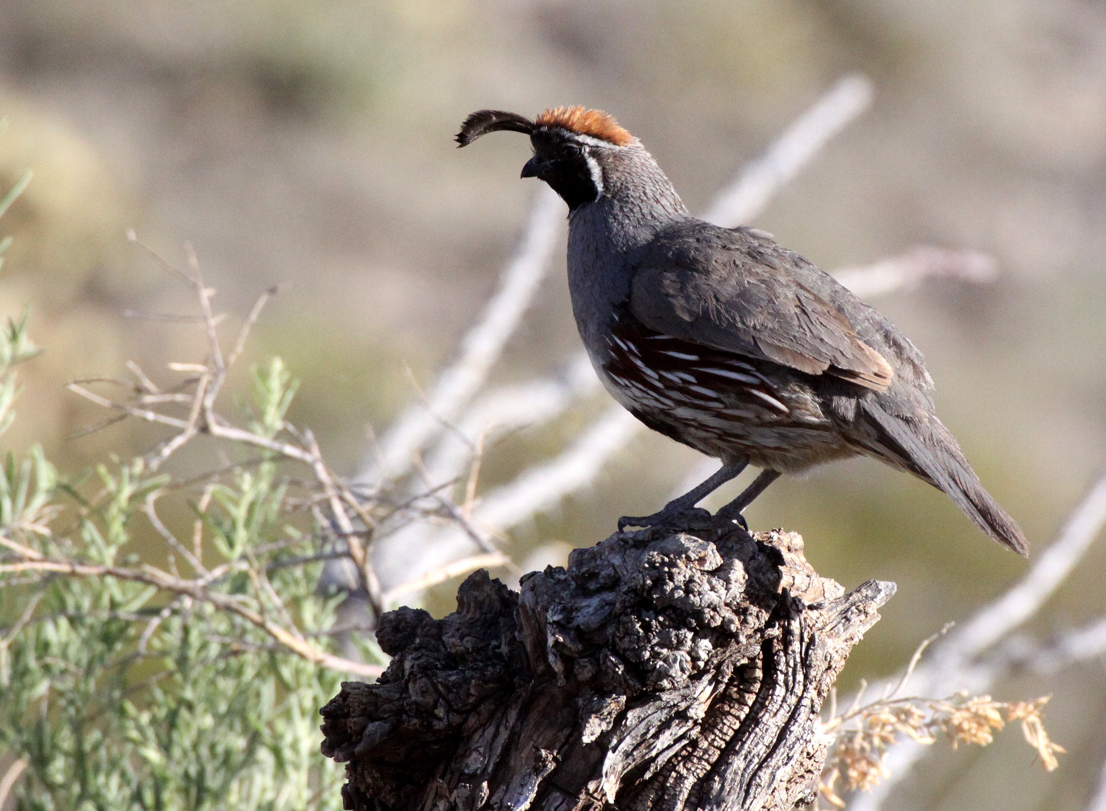 BIRD - QUAIL - GAMBEL'S QUAIL - FRANKLIN MOUNTAINS STATE PARK TEXAS (20).JPG