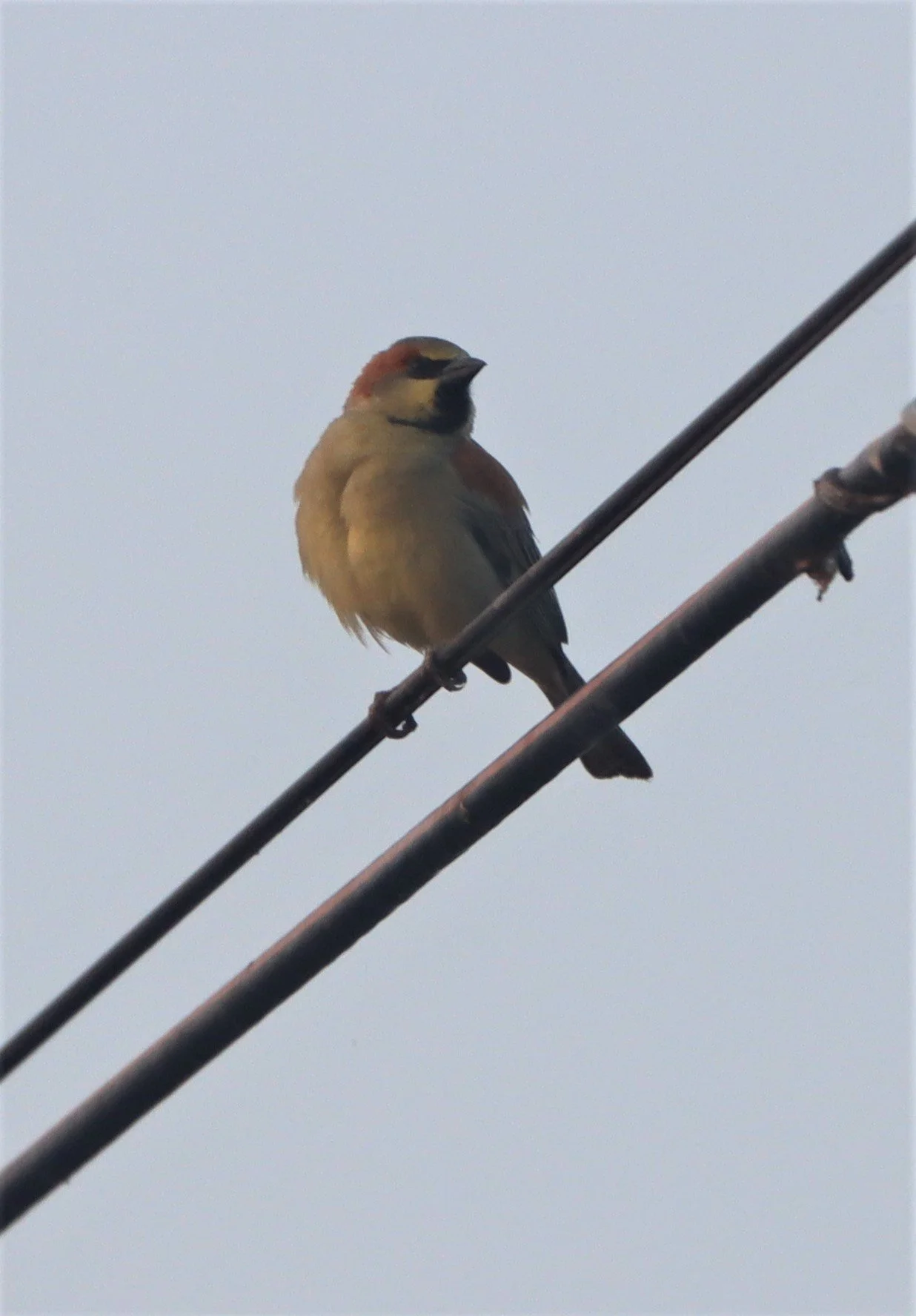 Plain-backed Sparrow (Passer flaveolus) Lat Krabang Wetlands Near Bangkok (4).jpg