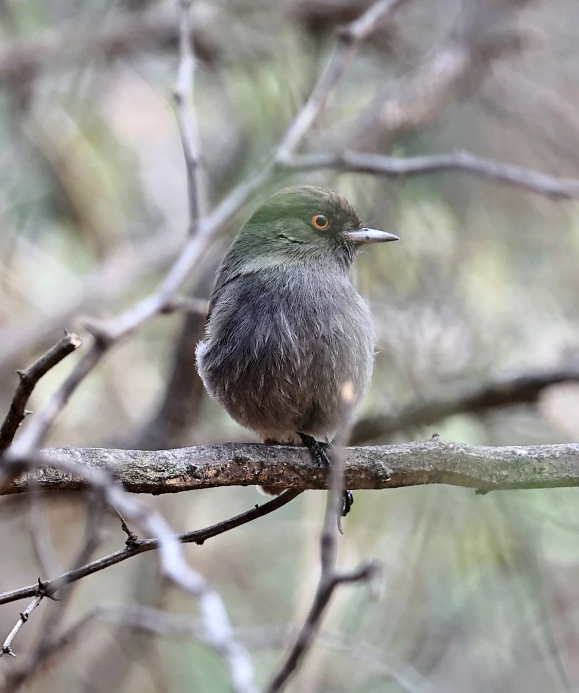 Cinereous Tyrant (Knipolegus striaticeps) Neuland Mennonite Colony Paraguay (3).jpg