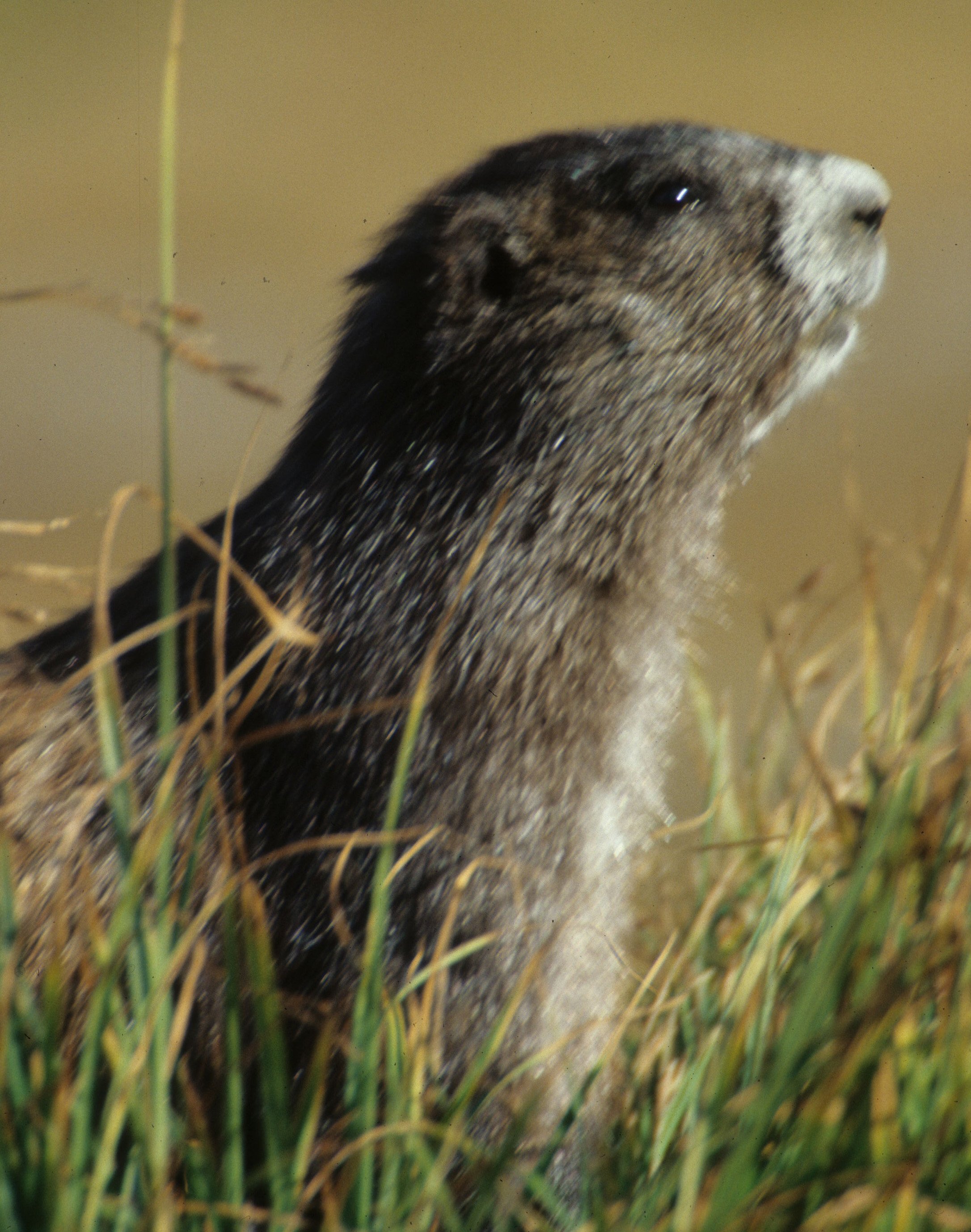 RODENTIA - MARMOT - OLYMPIC - MARMOTA OLYMPICA H.jpg