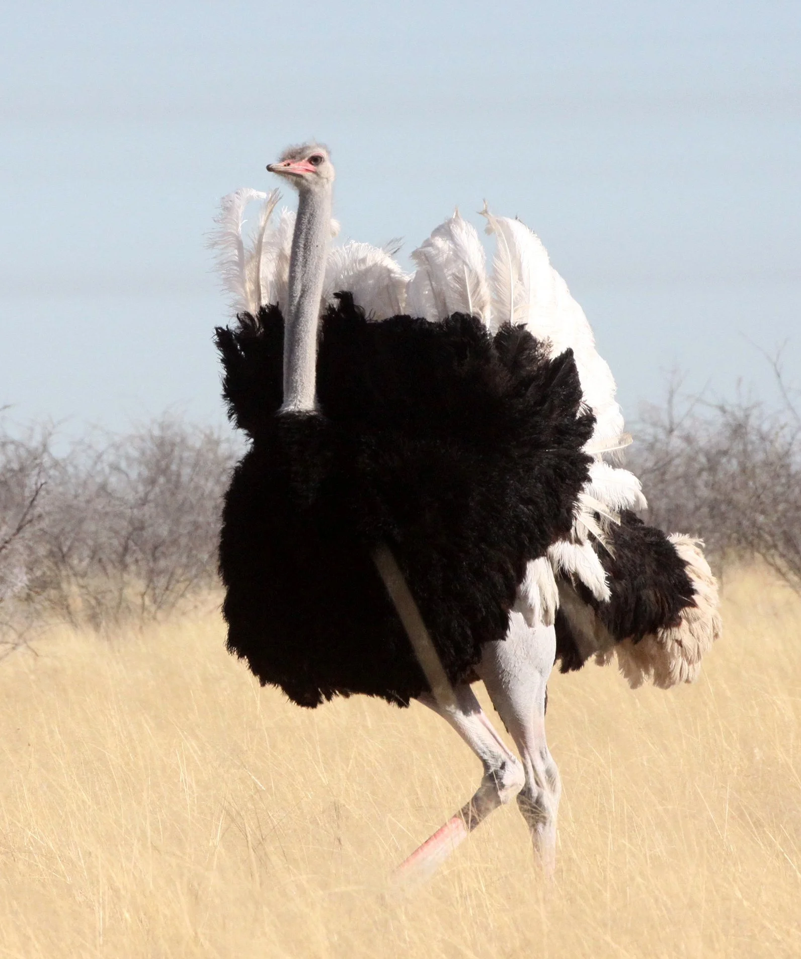 Struthio camelus australis - SOUTH AFRICAN OSTRICH - MATING IN ETOSHA - ETOSHA NATIONAL PARK NAMIBIA (11).JPG