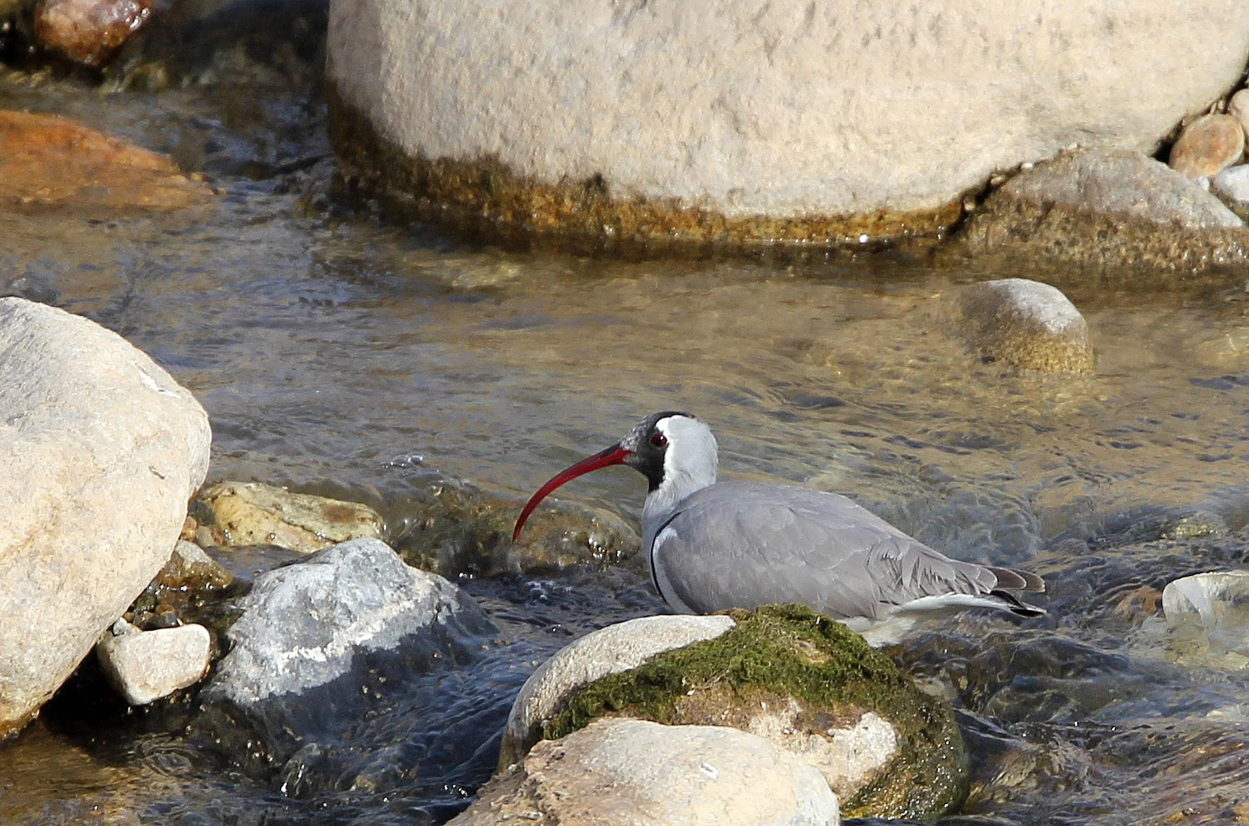 BIRD - IBISBILL - FOPING CITY, SHAANXI CHINA (22).JPG