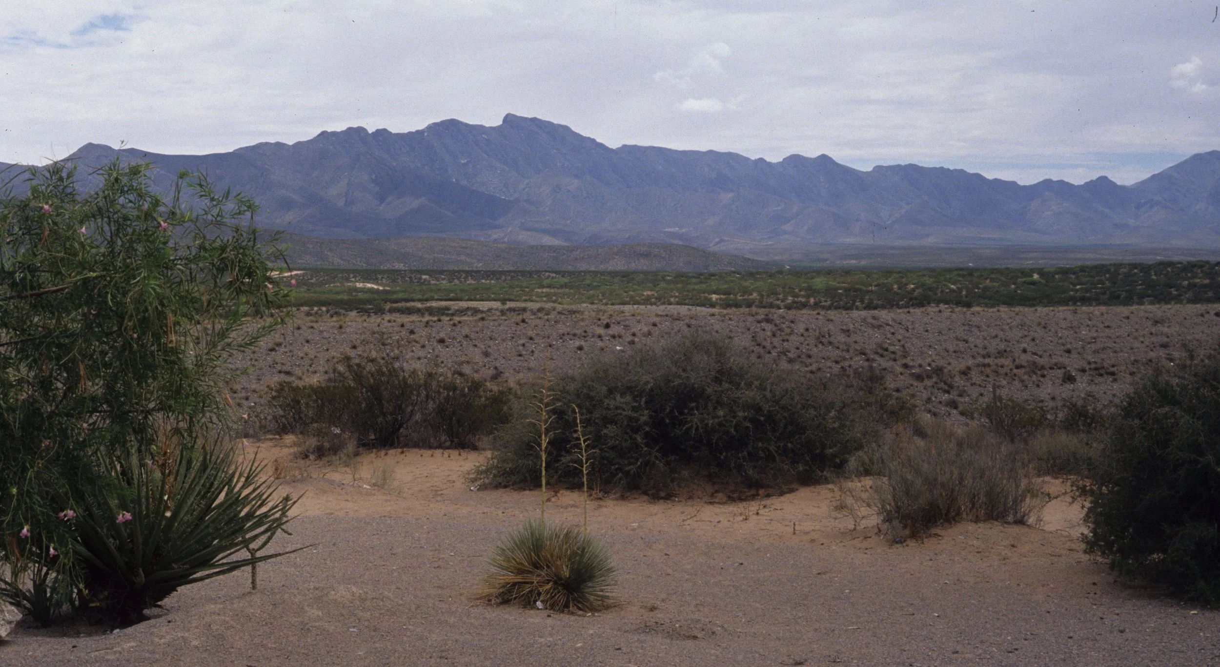 ARIZONA - MADERA CANYON - PROSOPIS CACTUS COMMUNITY.jpg