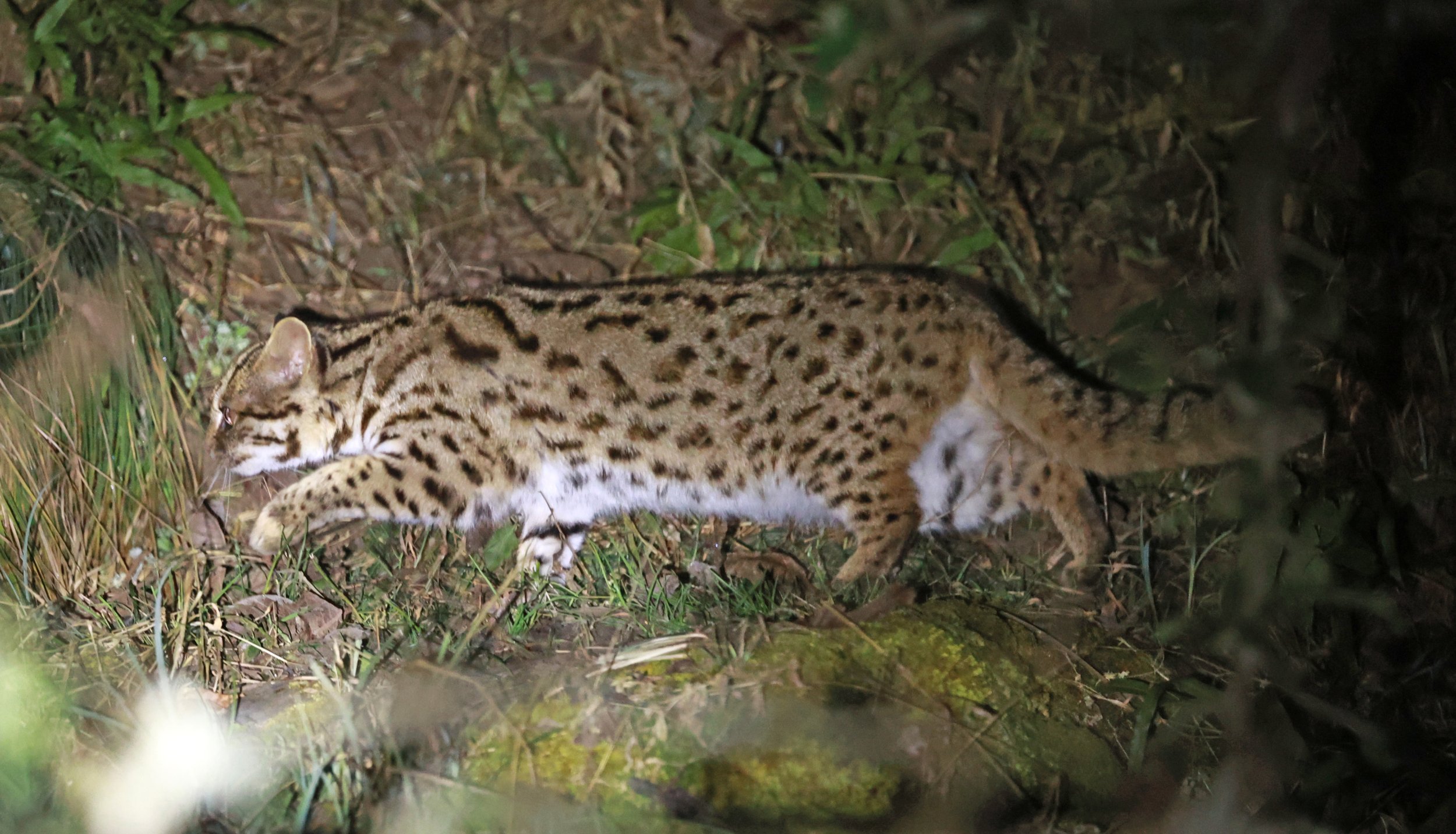 Mainland Leopard Cat (Prionailurus bengalensis) Tangjiahe National Nature Reserve, Sichuan China (46).jpg
