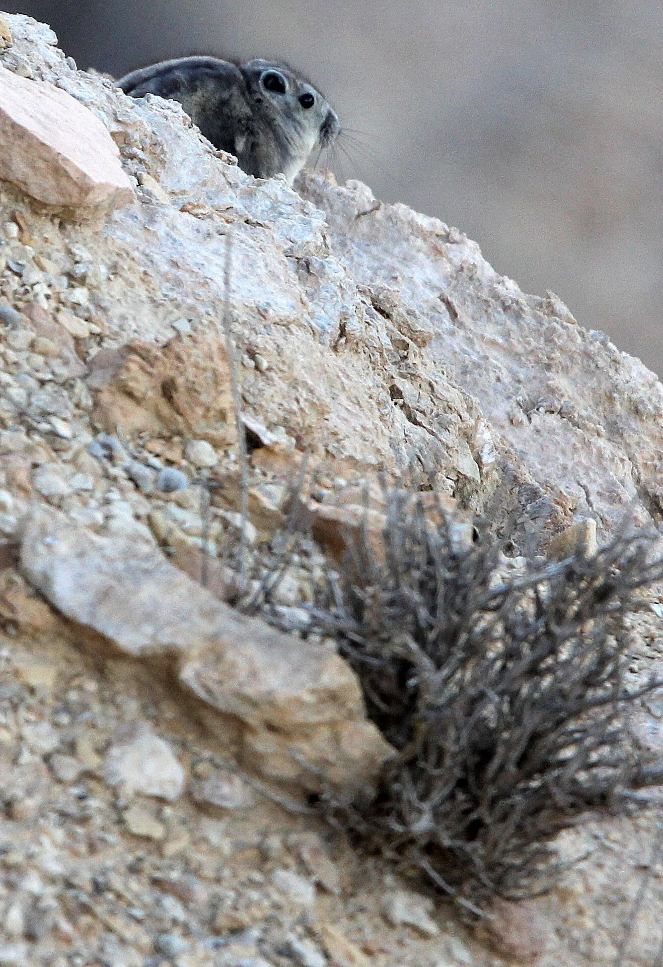 Ctenodactylus gundi - GUNDI SPECIES UNIDENTIFIED PROBABLY COMMON GUNDI - ATLAS MOUNTAINS EAST OF GAFSA TUNISIA (10).JPG