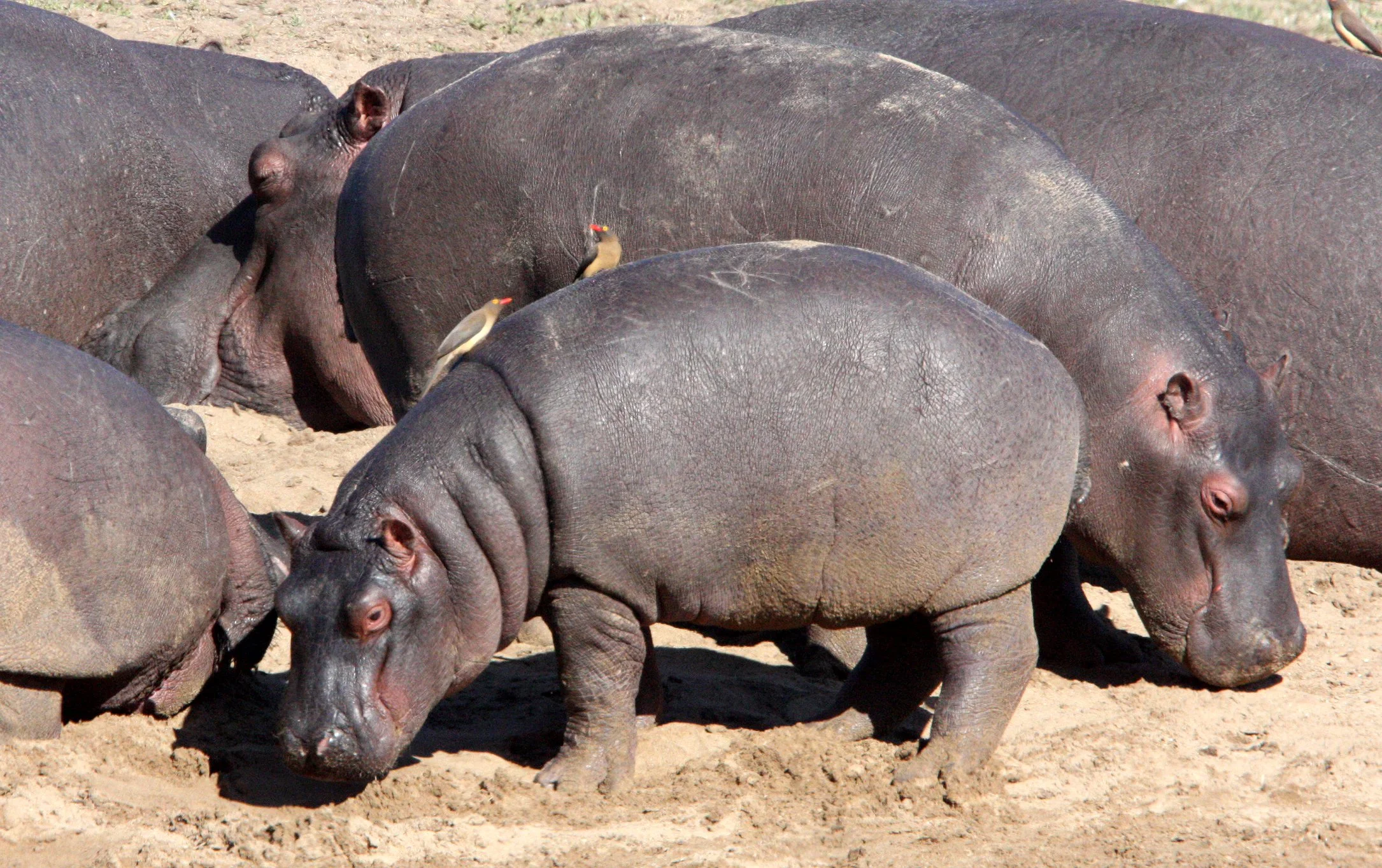 Hippopotamus amphibius capensis - CAPE (SOUTHERN AFRICA) HIPPOPOTAMUS - KRUGER NATIONAL PARK SOUTH AFRICA - OLIFANT RIVER (16).JPG
