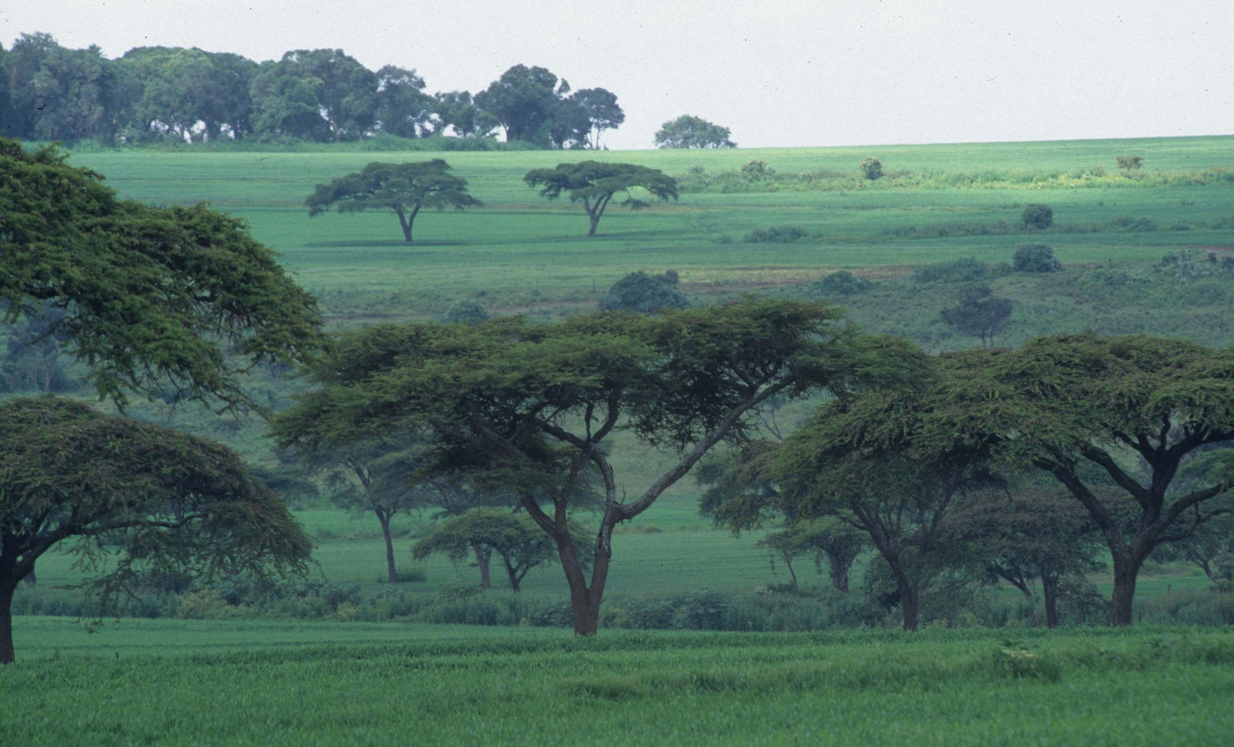 SERENGETI - RECLAIMED GRASSLAND.jpg