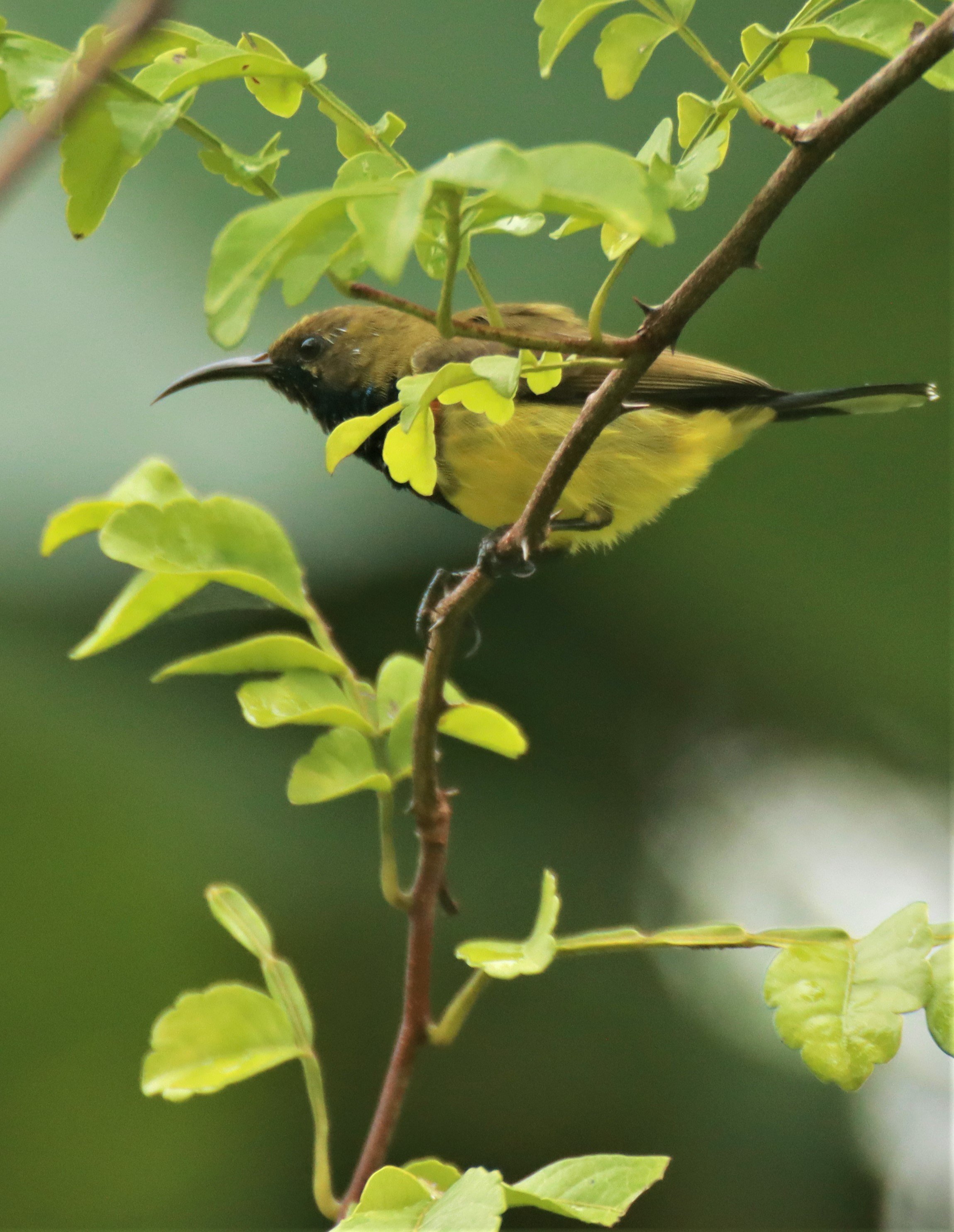 SUNBIRD - OLIVE-BACKED SUNBIRD - Nectarinia jugularis - KHAO SOK SURAT THANI (9).jpg
