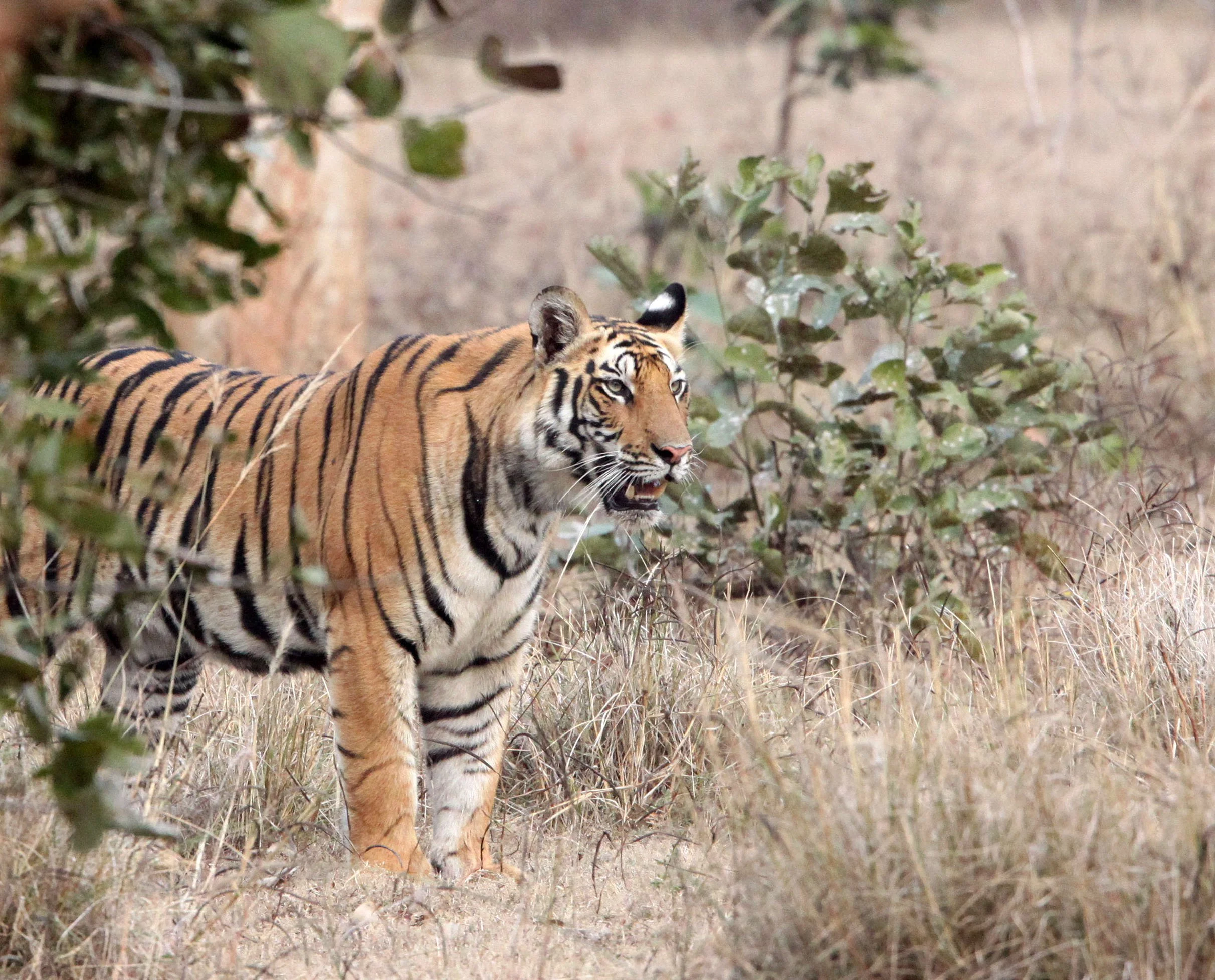 Panthera tigris tigris - BENGAL TIGER - BANDHAVGAR NATIONAL PARK MADHYA PRADESH INDIA (208).JPG