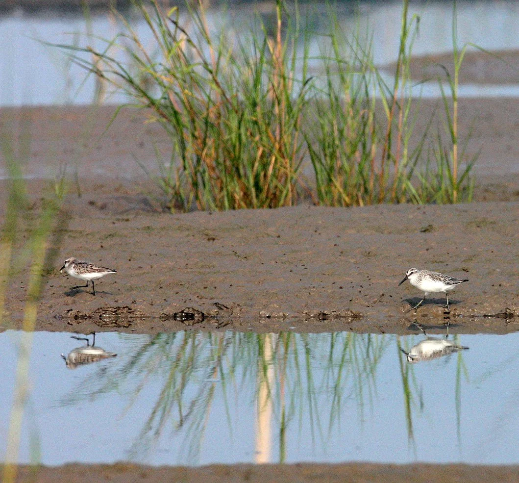 BIRD - SANDPIPER - BROAD-BILLED SANDPIPER -  NANKOU, RUDONG, CHINA (9).JPG