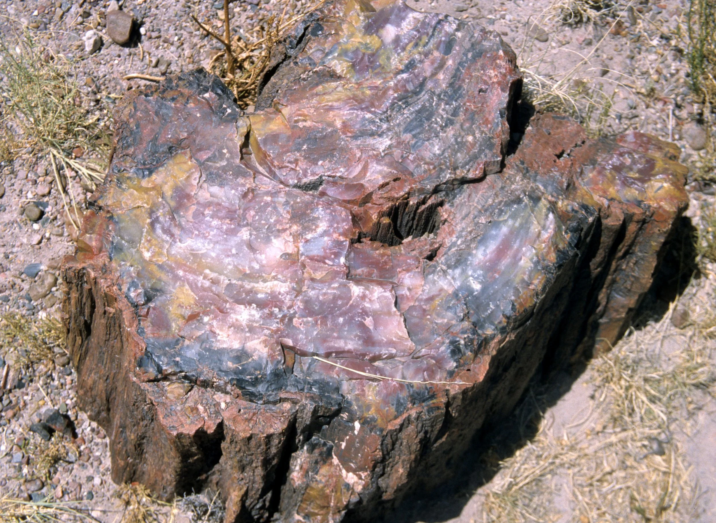 ARIZONA - PETRIFIED FOREST A.jpg