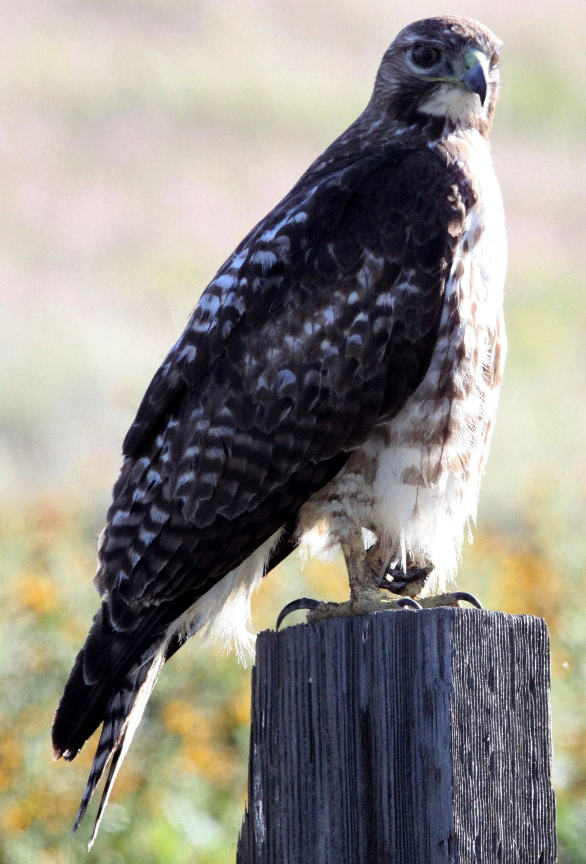 Buteo regalis - FERRUGINOUS HAWK - CARRIZO PLAIN NATIONAL MONUMENT aa.jpg