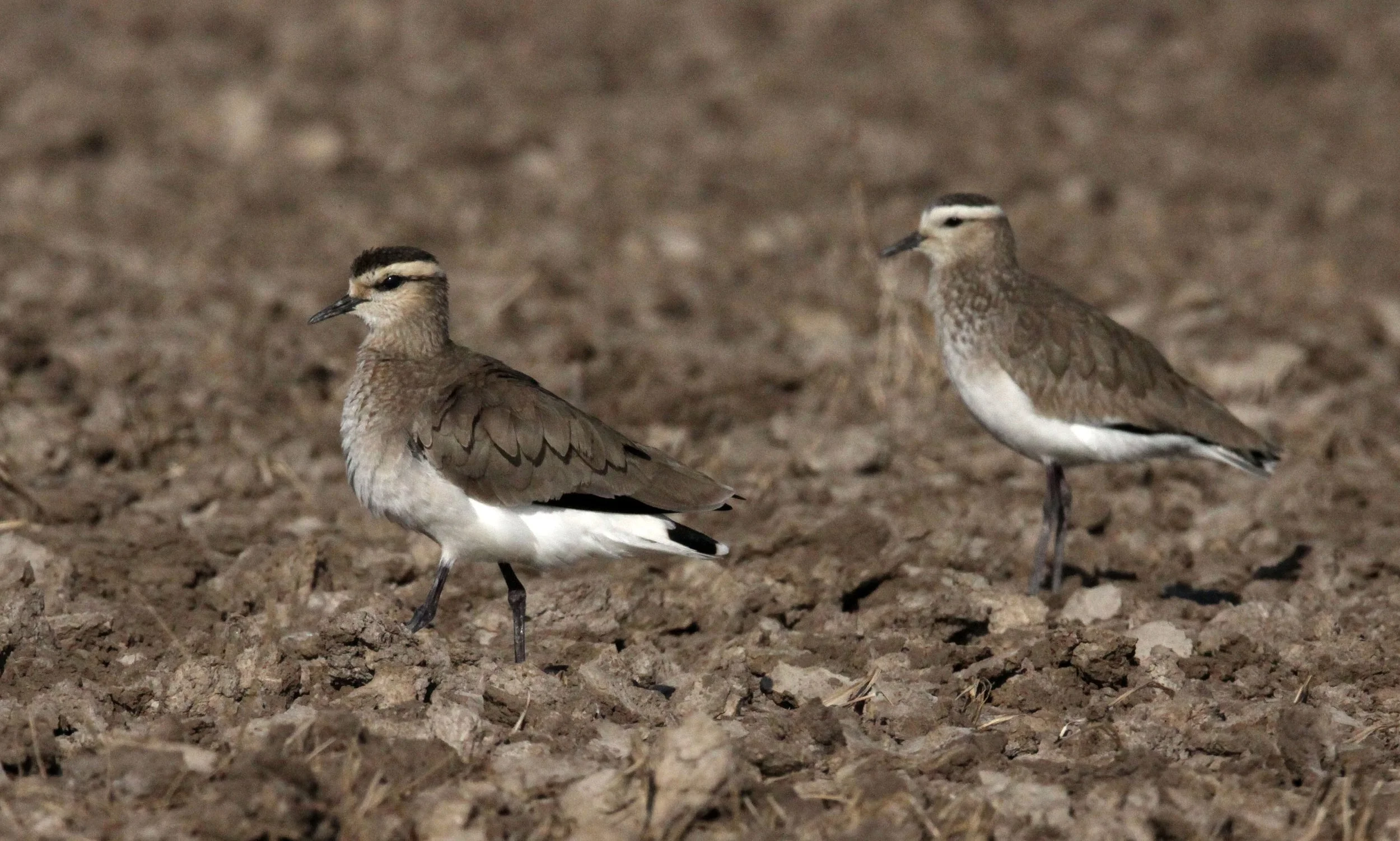 LAPWING - SOCIABLE LAPWING - Vanellus gregarius - LITTLE RANN OF KUTCH GUJARAT INDIA (58).JPG