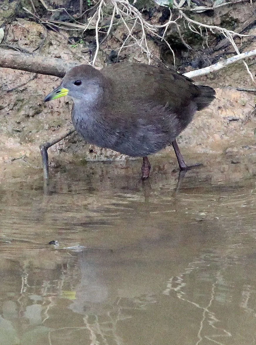 Brown Crake (Zapornia akool) Poyang Lak Jiangxi Province China (7).JPG