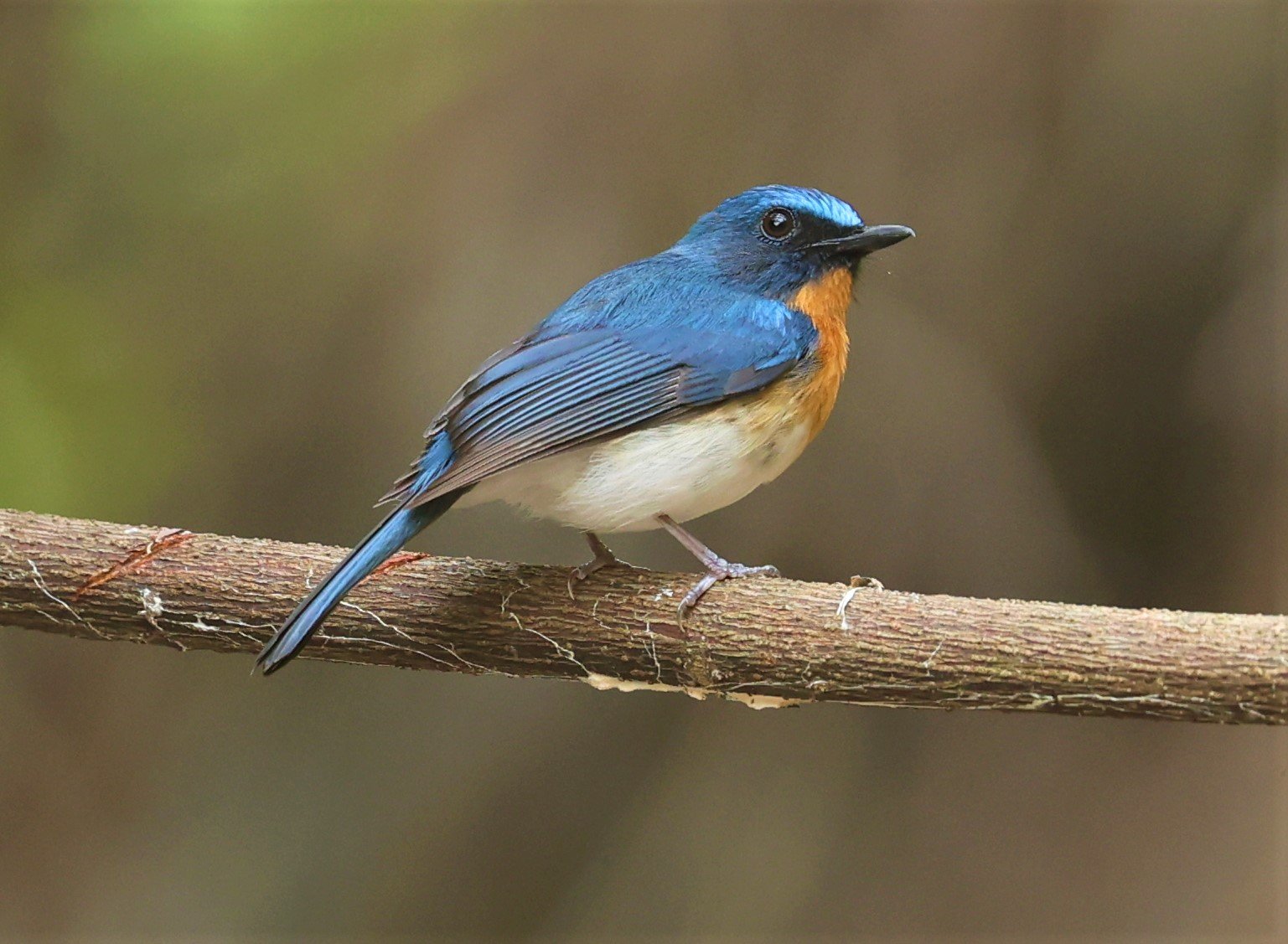 FLYCATCHER - INDOCHINESE BLUE-FLYCATCHER - Cyornis sumatrensis - SRI SATCHANALAI NP MANAO WATERHOLE MAY 1 2022 (58).jpg