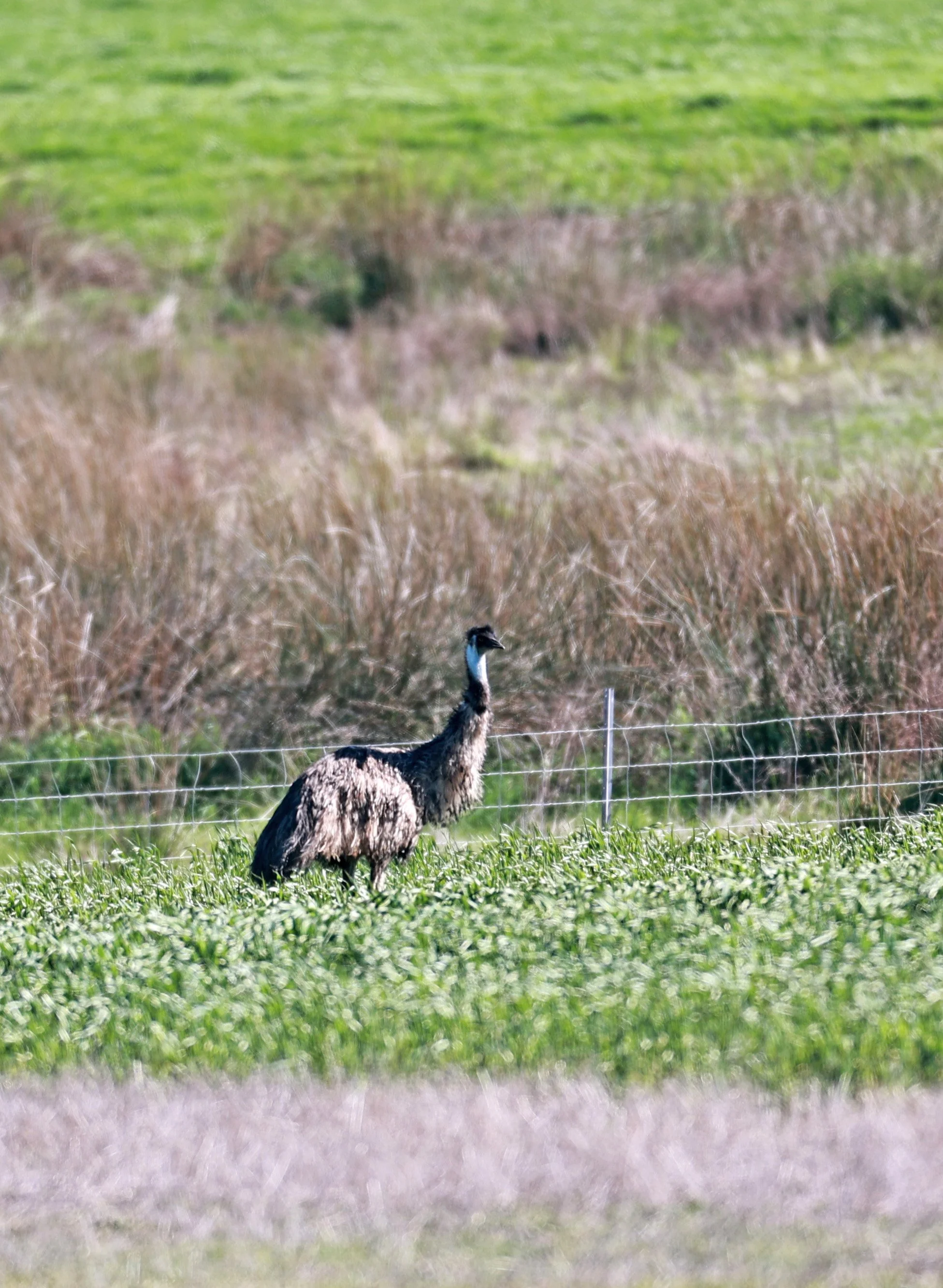 Emu (Dromaius novaehollandiae) Stirling Range NP - Western Australia (47).jpg