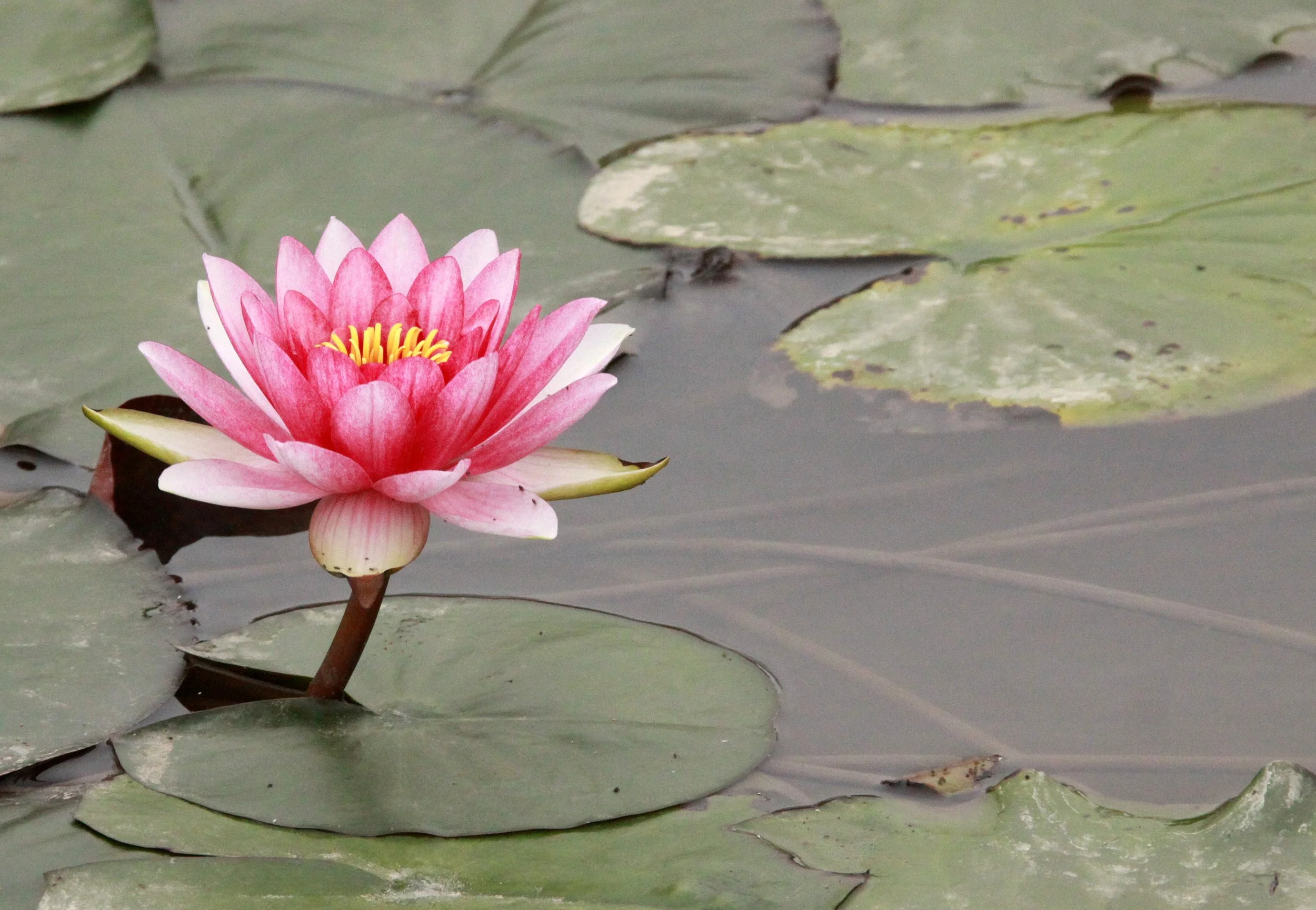CHONGMING ISLAND DONGTAN WETLANDS RESERVE FIELD TRIP 2011 (66).JPG
