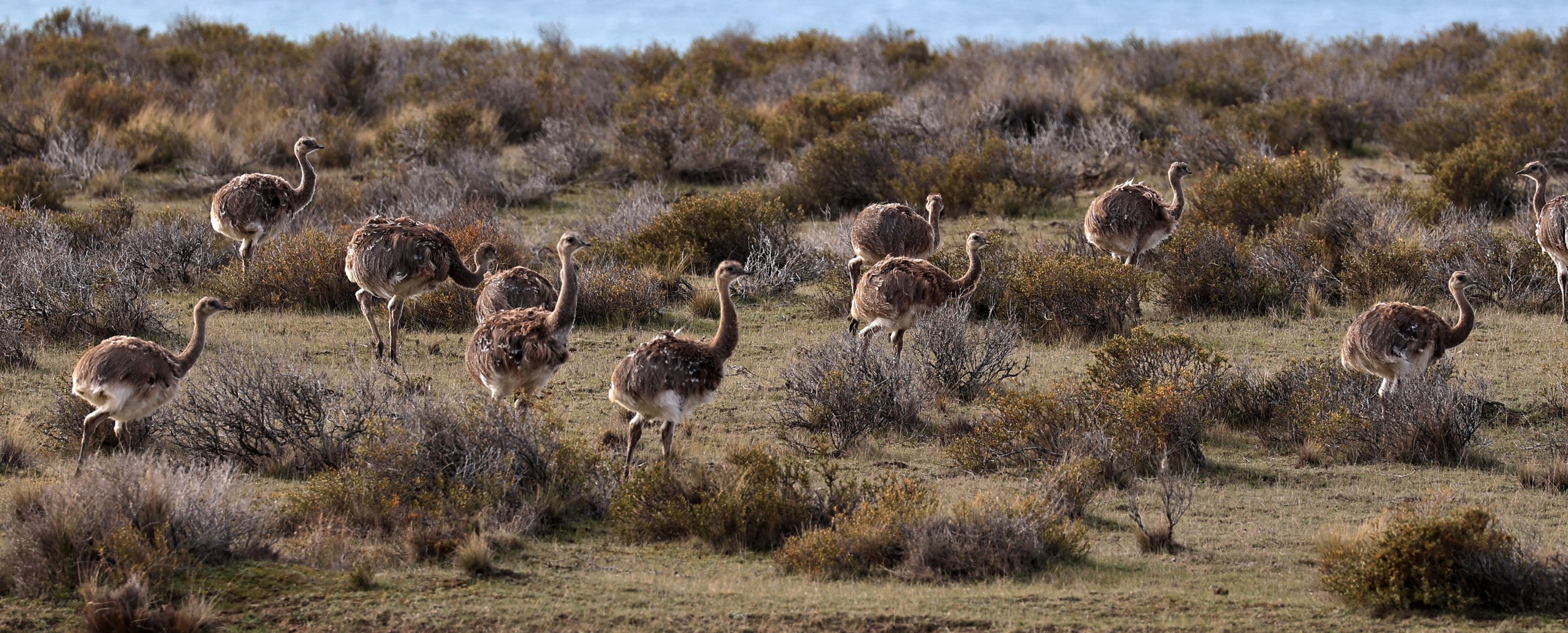 Lesser or Darwin's  Rhea (Rhea pennata) Valdes Peninsula, Chubut Province, Argentina Day 2 (42).jpg