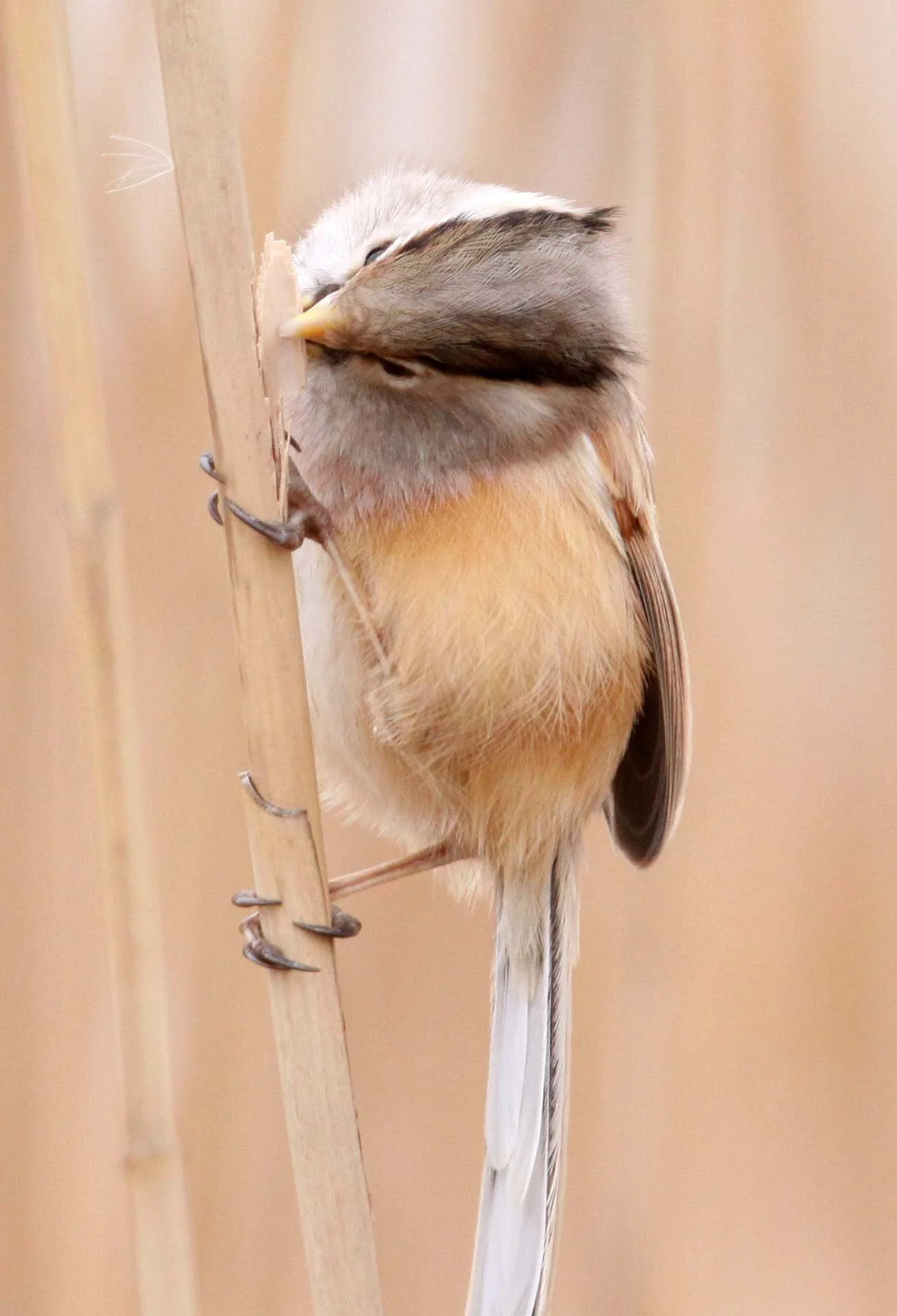 BIRD - PARROTBILL - REED PARROTBILL - YANCHENG CHINA (17).JPG