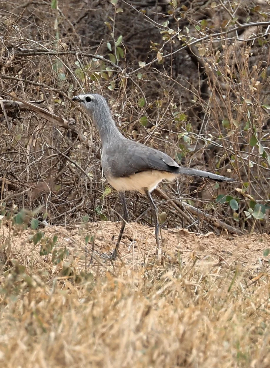 Black-legged Seriema (Chunga burmeisteri) Agua Dulce Paraguay (17).jpg