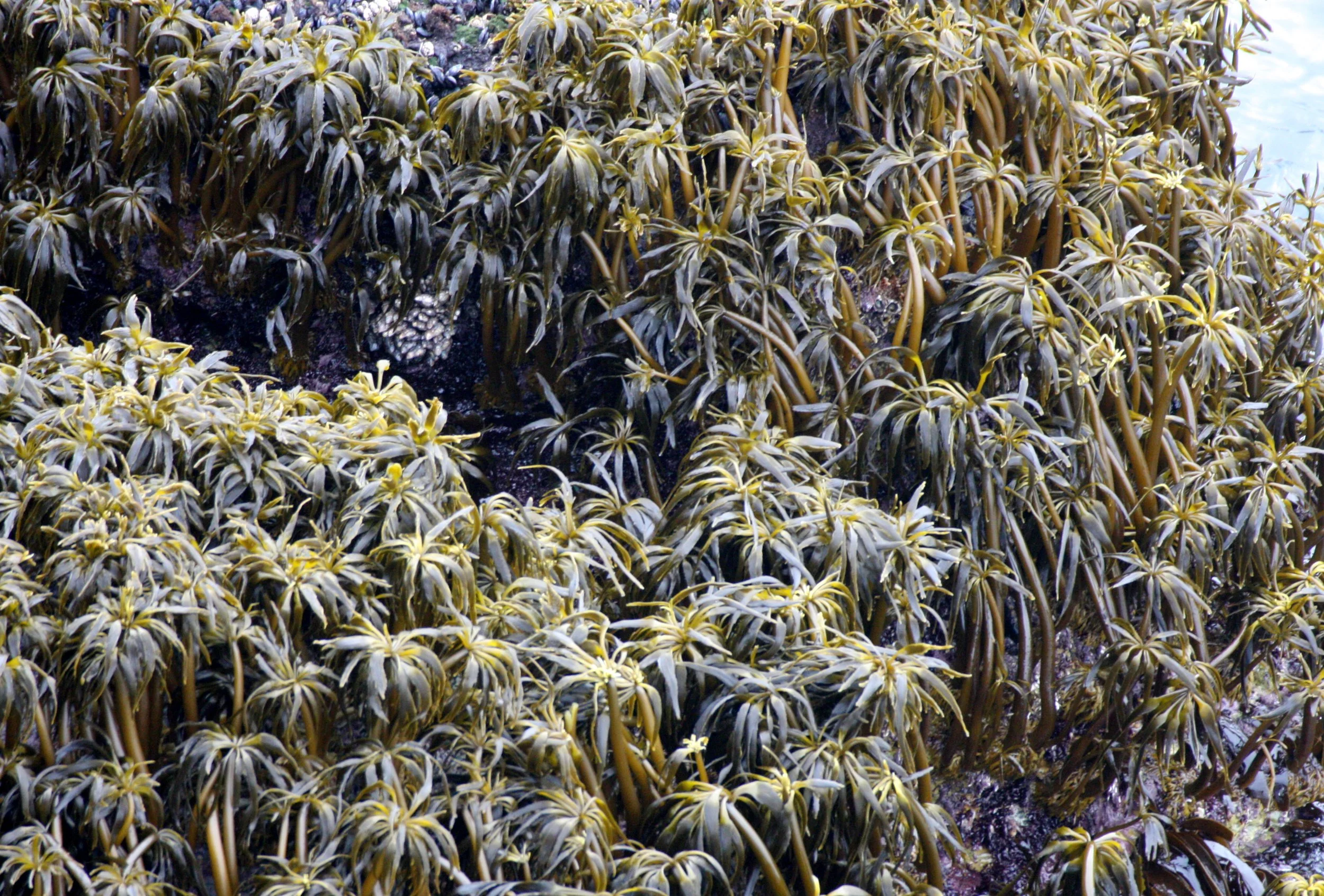 Sea Palm (Polstelsia species)