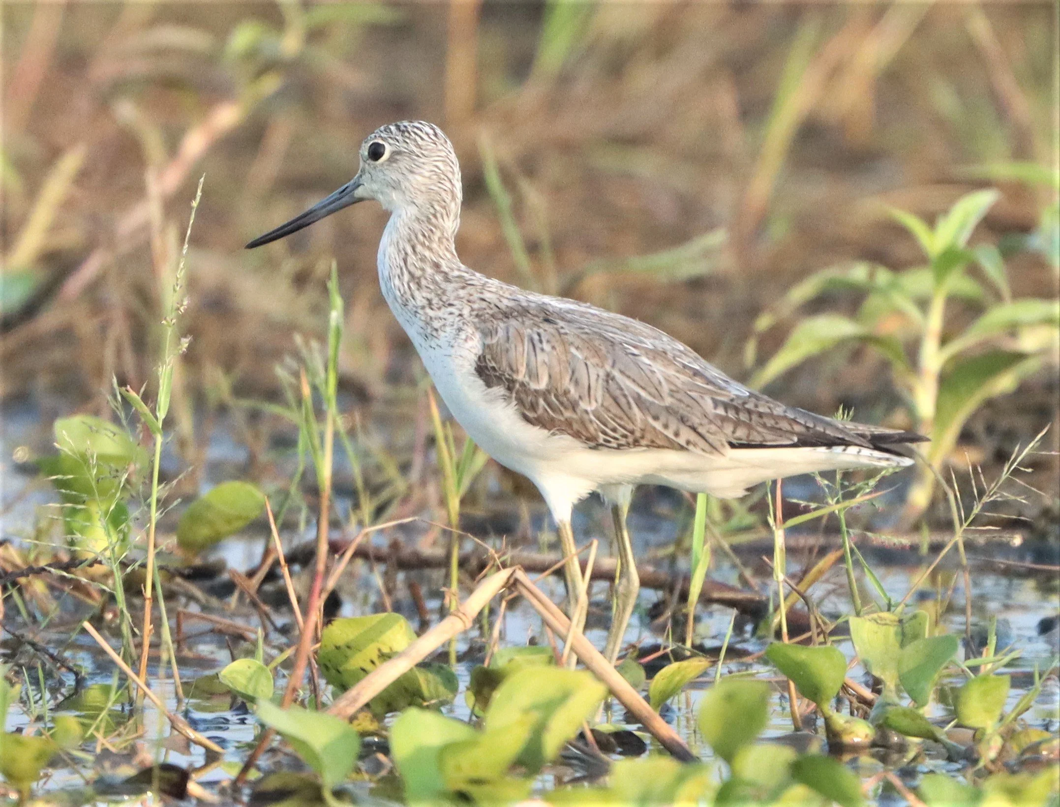 GREENSHANK - COMMON GREENSHANK - Tringa nebular (7).jpg