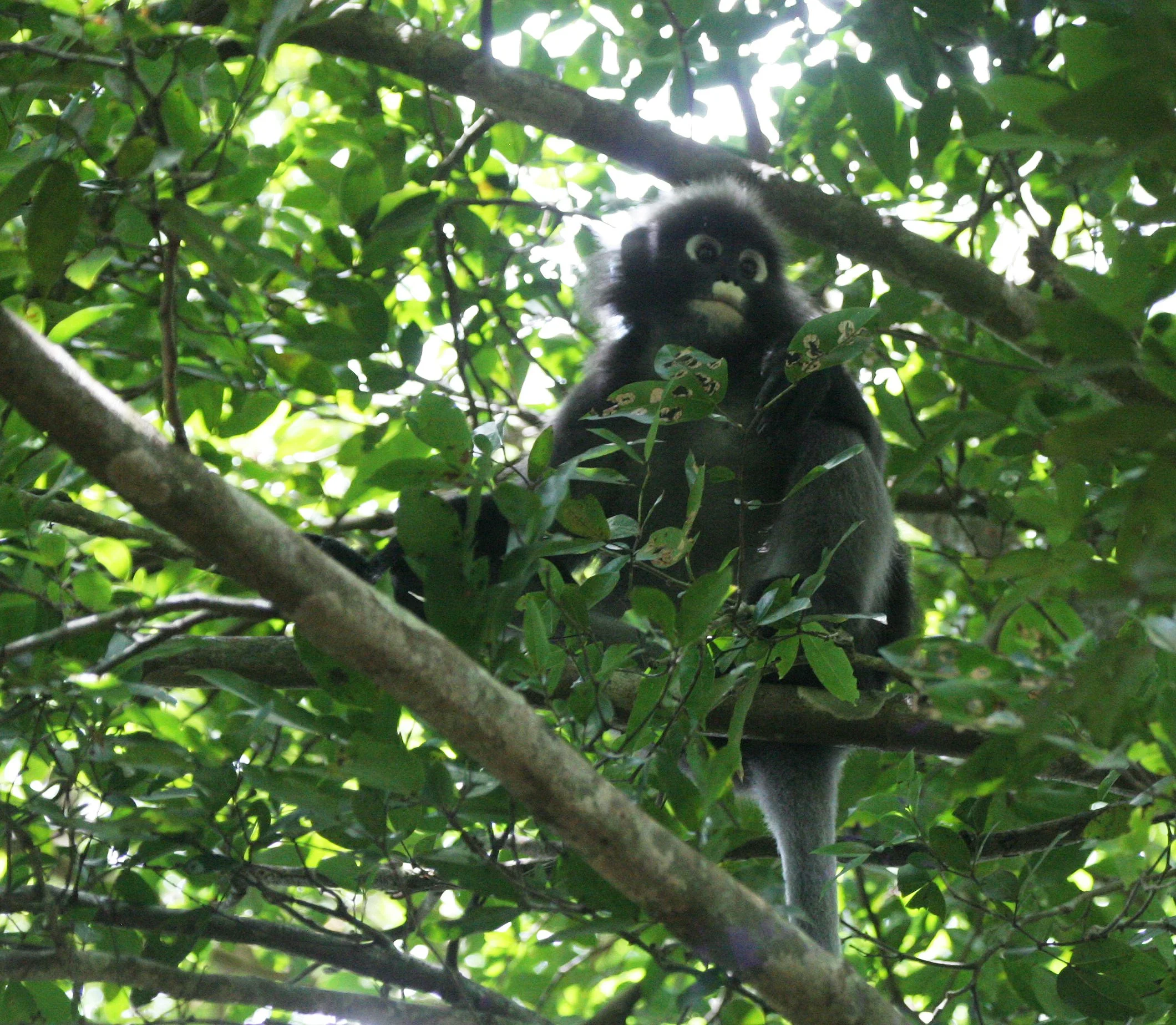 CERCOPITHECIDAE - Trachypithecus obscurus flavicauda - BLOND-TAILED (DUSKY) LANGUR - KOH LANTA NP THAILAND (5).JPG