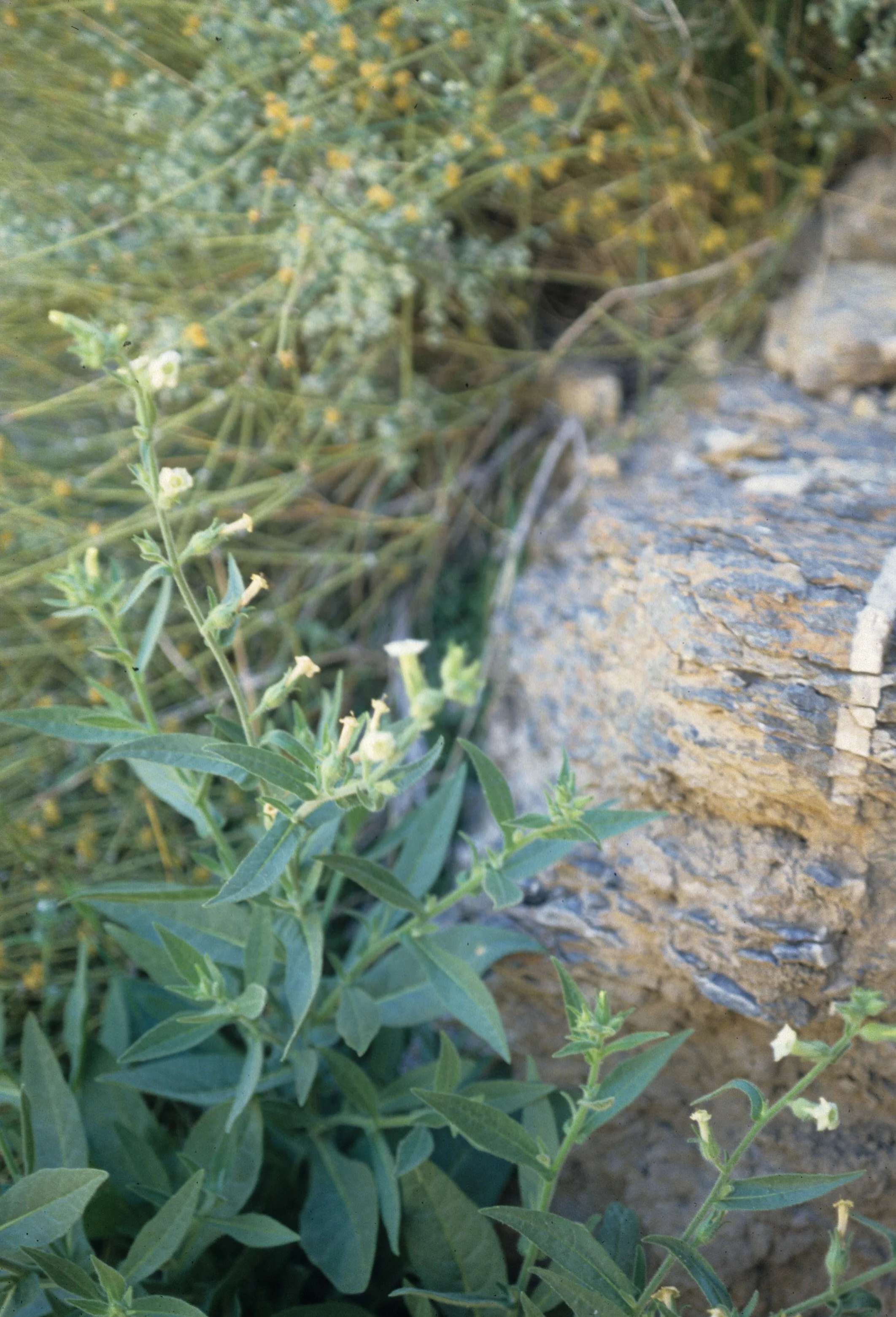 DEATH VALLEY - NICOTIANA TRIGONOPHYLLA - DESERT TOBACCO.jpg