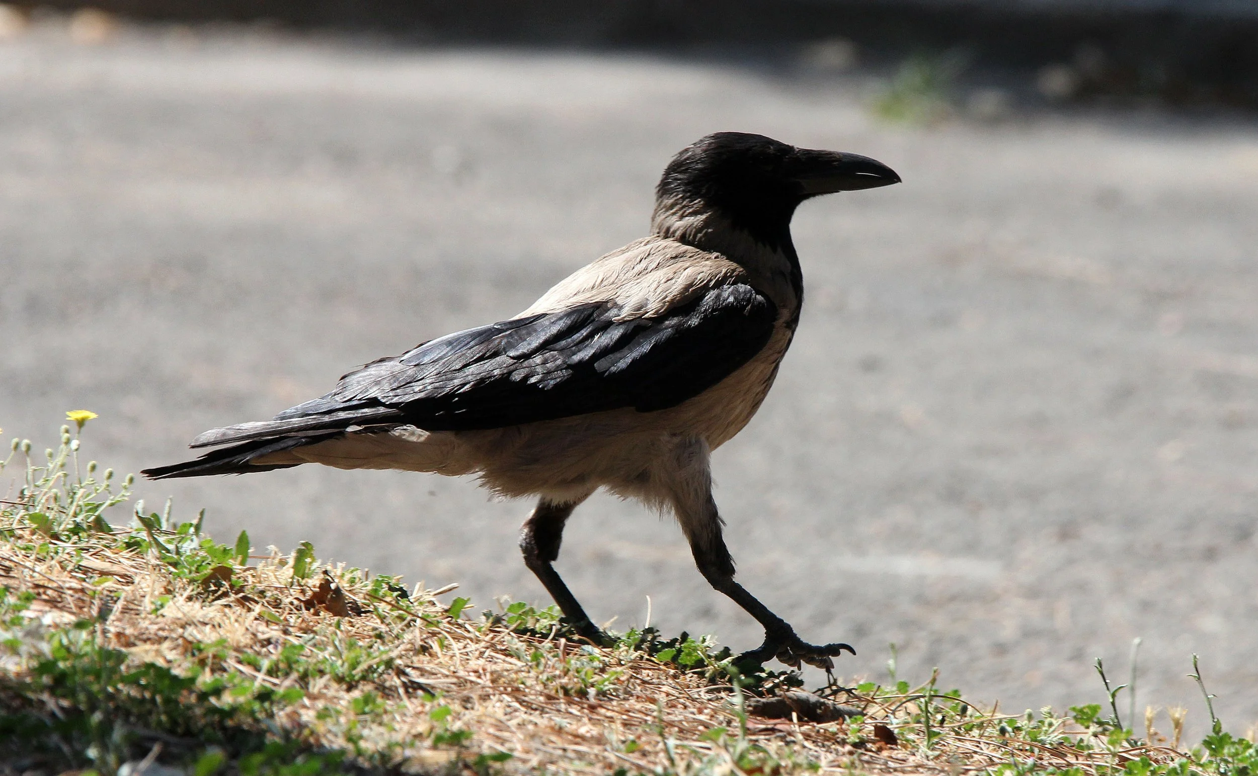 BIRD - CROW - HOODED CROW - ROME ITALY (6).JPG