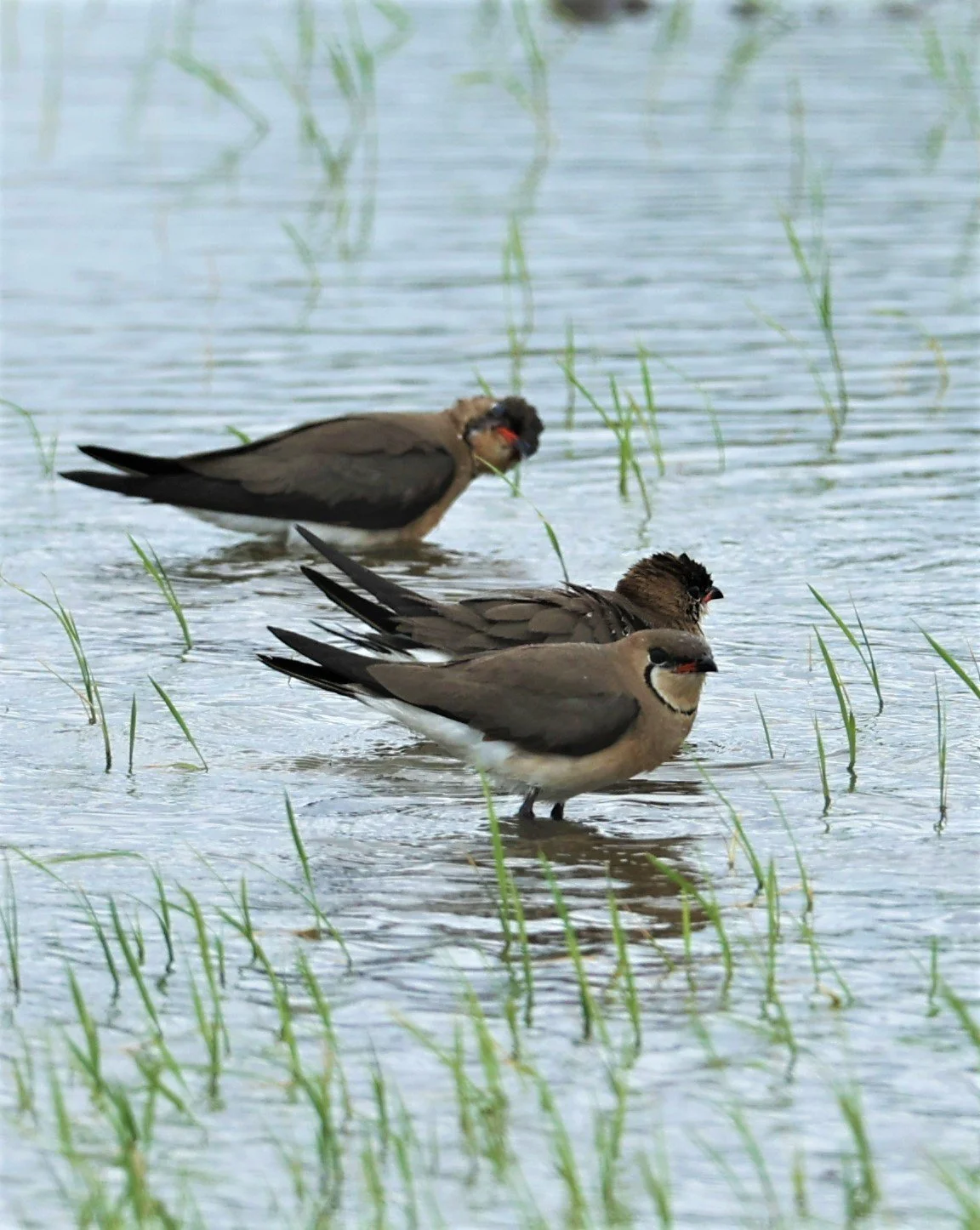 PRATINCOLE - ORIENTAL PRATINCOLE - Glareola maldivarum - LAT KRABANG THAP YAO RICE FIELDS MAY 7 2022.jpg