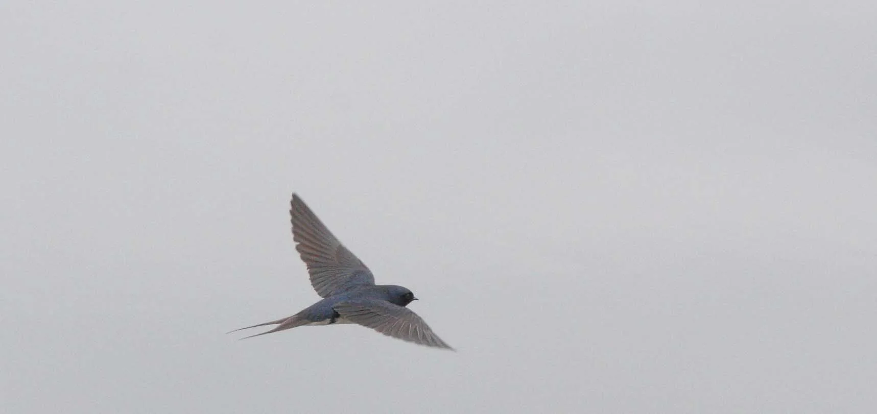 Barn Swallow (Hirundo rustica) Bueng Boraphet Wetlands Nakhon Sawan Thailand (12).JPG