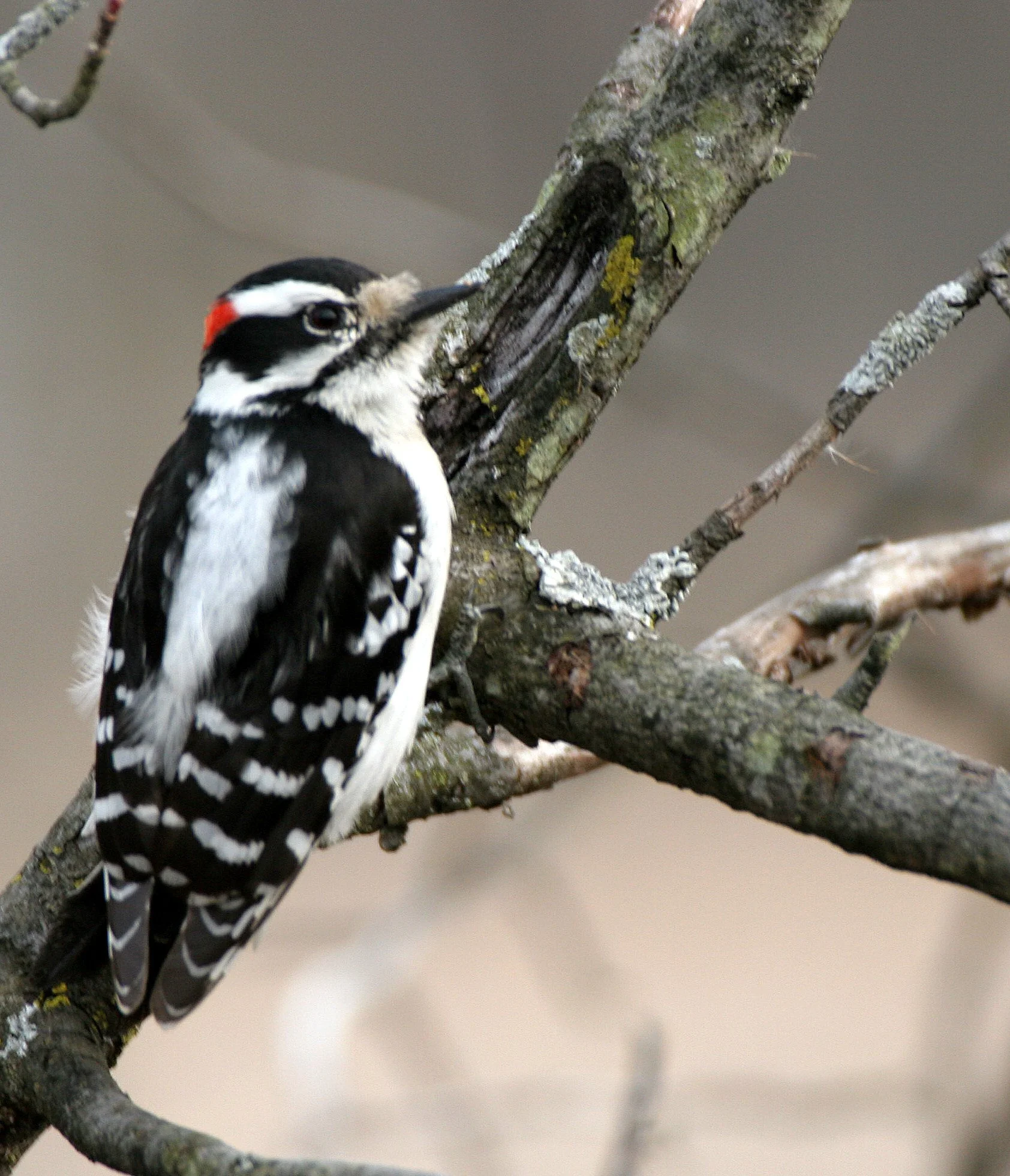 BIRD - WOODPECKER - DOWNY WOODPECKER - LINCOLN MARSH ILLINOIS (18).JPG