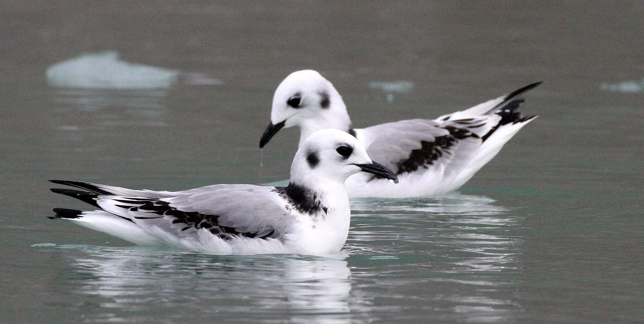 BIRD - KITTIWAKE - BLACK-LEGGED - SVALBARD (45).jpg