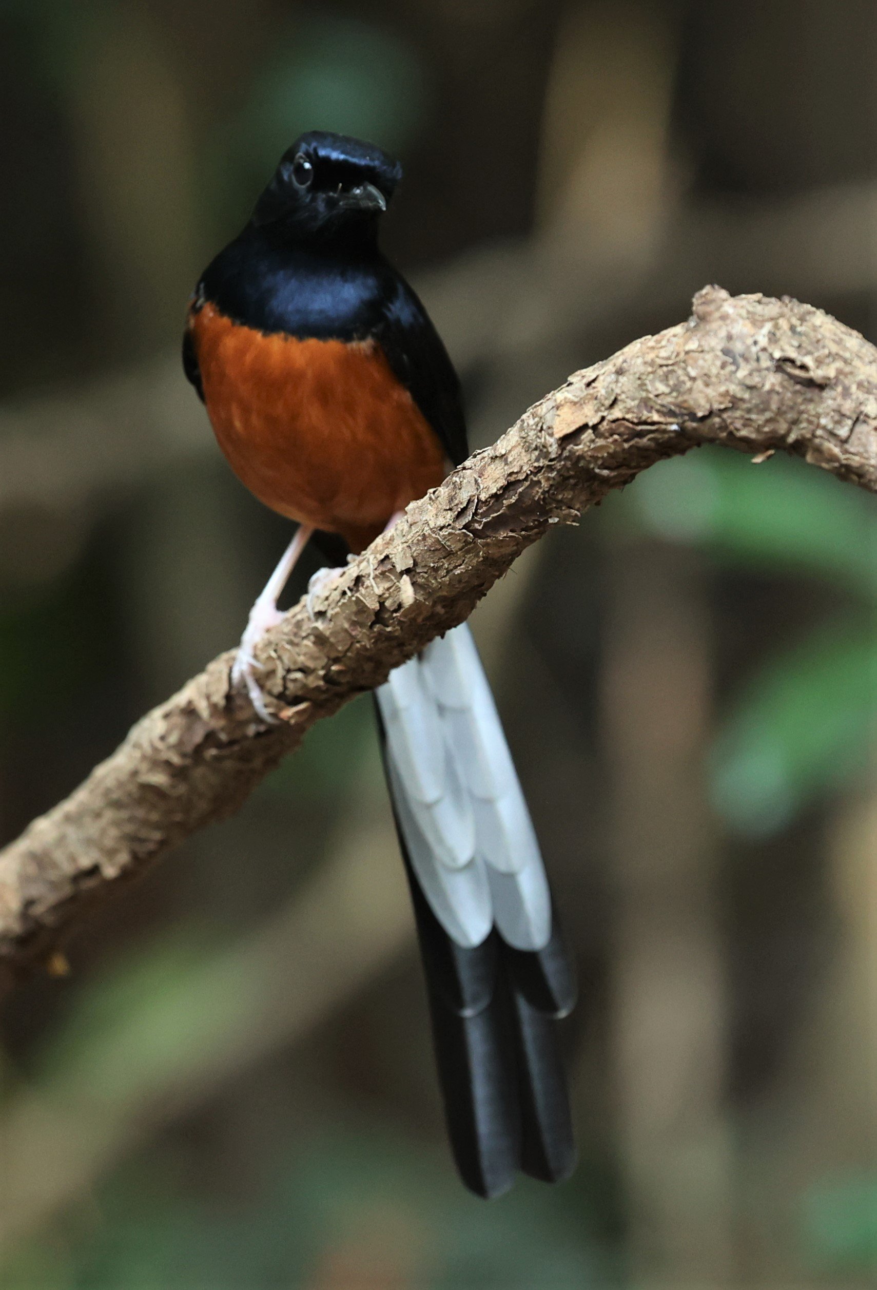 SHAMA - WHITE-RUMPED SHAMA - Copsychus malabaricus - PETCHABURI PROVINCE - NUY HIDE NEAR KAENG KRACHAN JAN 2022 (1).jpg