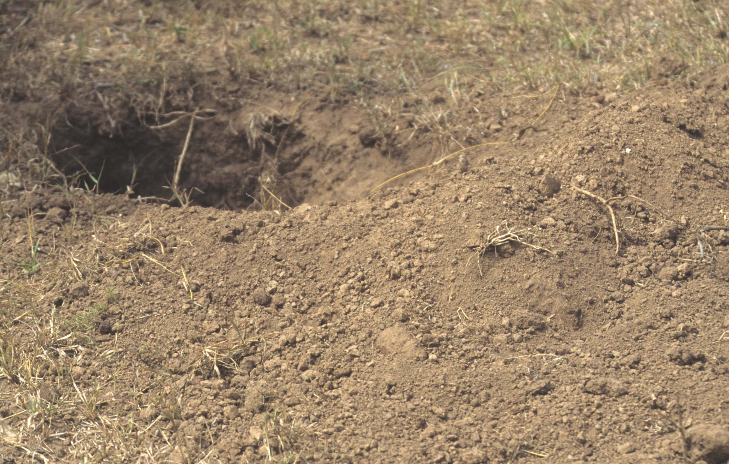 SUIDAE - WARTHOG-UGANDA (5).jpg