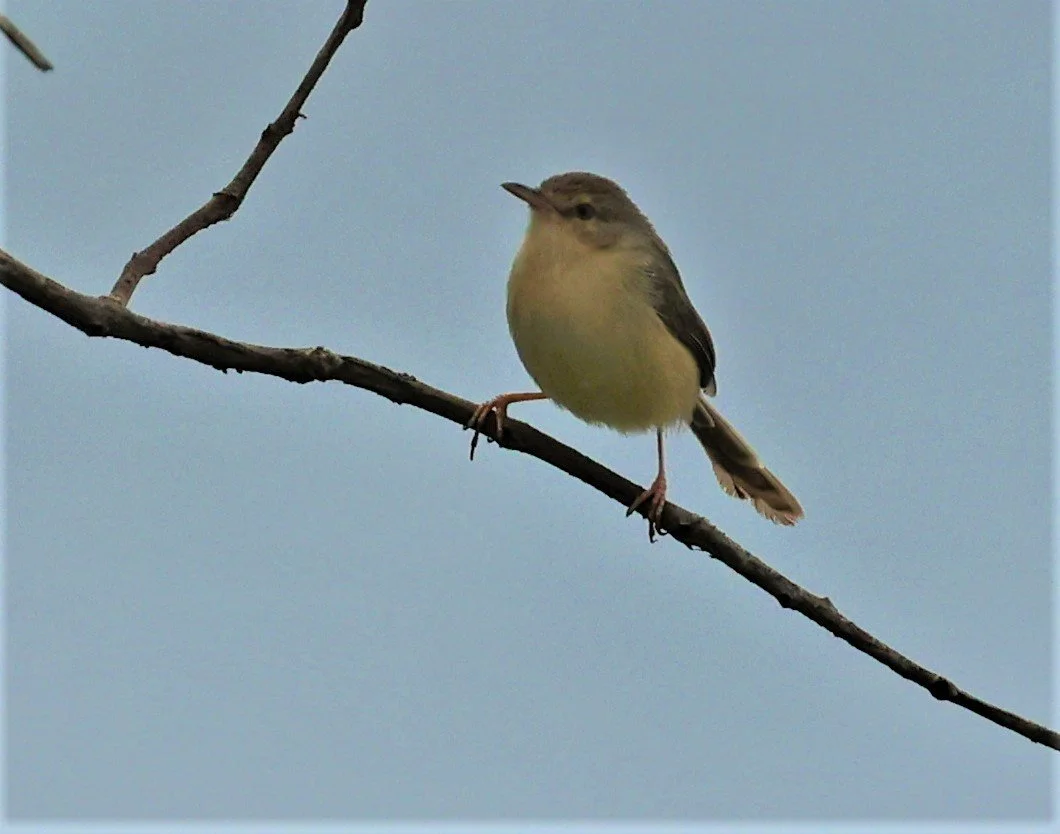 PRINIA - PLAIN PRINIA - Prinia inornata - YONOK CHIANG SAEN CHIANG RAI - ROOST Feb 2022 (1).jpg