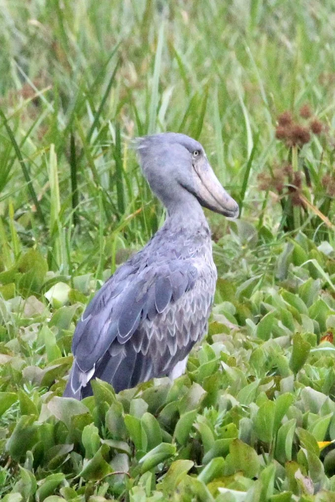 BIRD - STORK - SHOEBILL STORK - MURCHISON FALLS NATIONAL PARK UGANDA (40).JPG