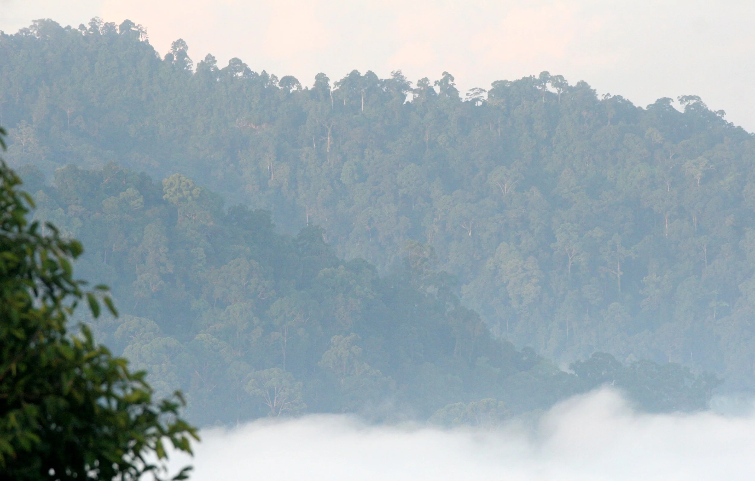 DANUM VALLEY BORNEO - SUNRISE OVER THE DANUM (89).JPG