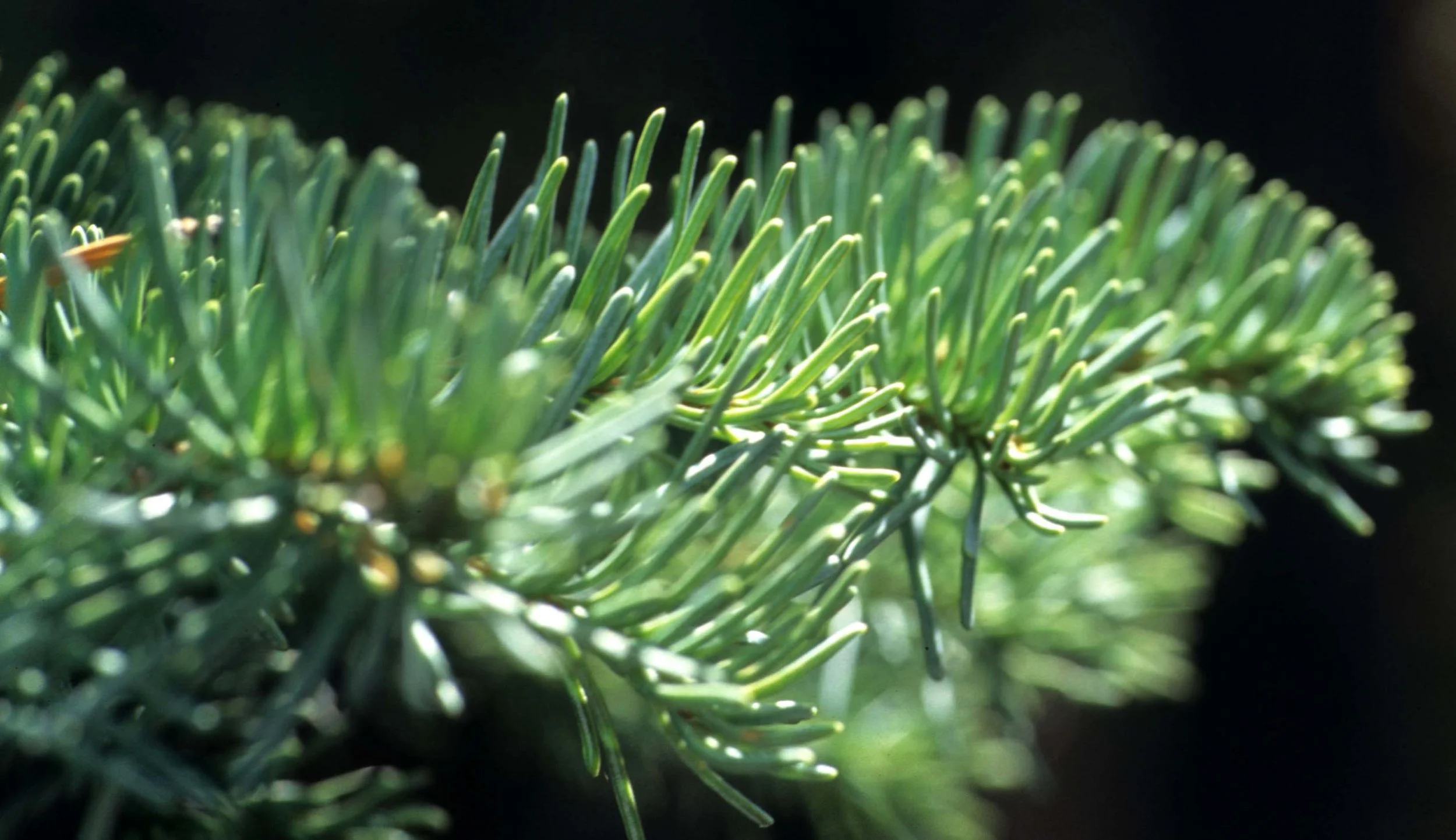 CALIFORNIA - SIERRA - PLANT SPECIES A (6).jpg