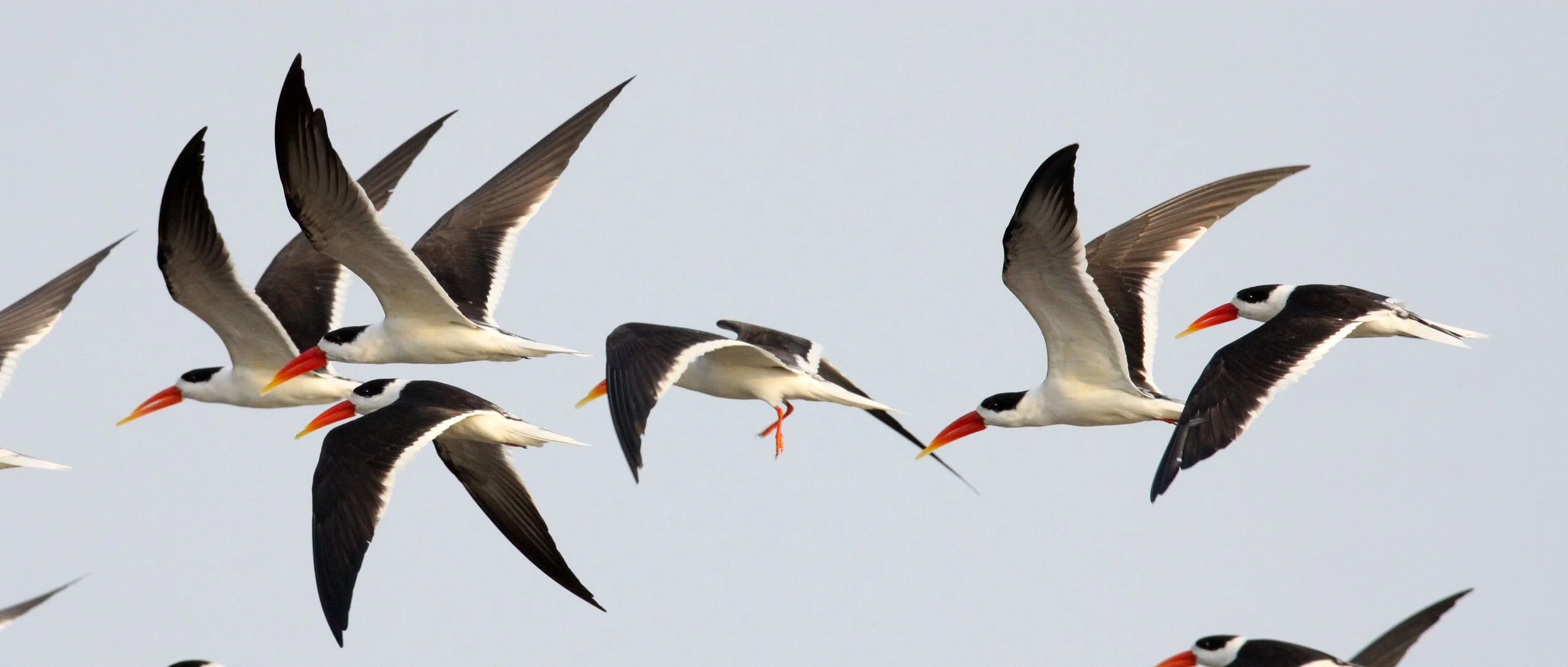 BIRD - SKIMMER - INDIAN SKIMMER - CHAMBAL SANCTUARY INDIA (68).JPG