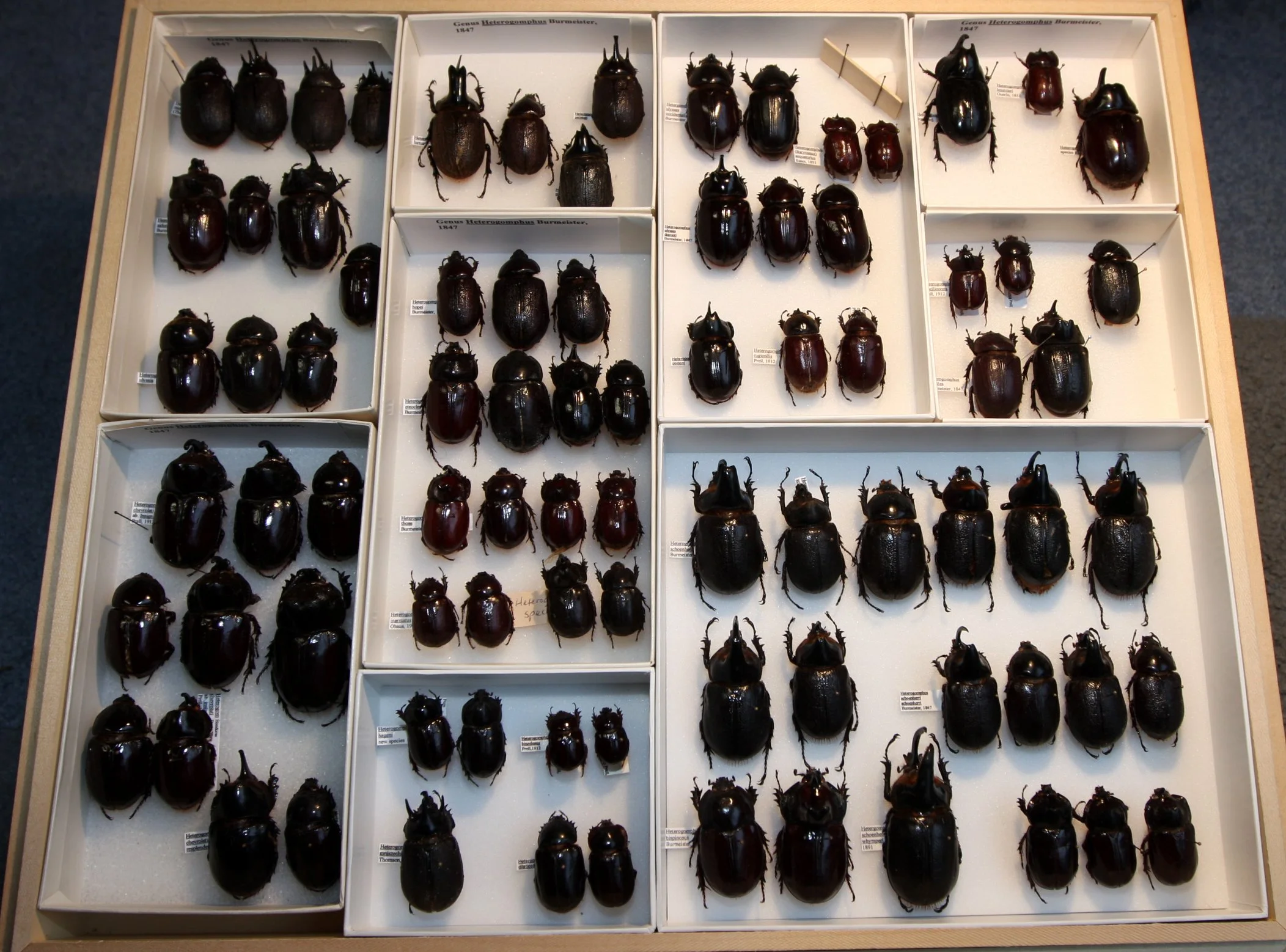 Dynastinae Heterogomphus.JPG